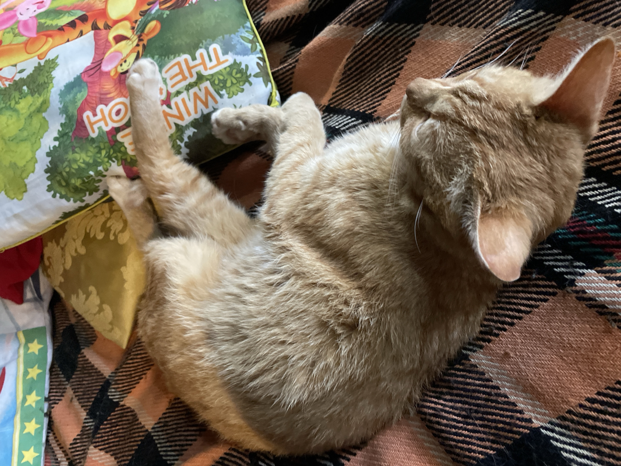 A ginger cat is curled up and sleeping on a plaid blanket. In the background, there are two pillows, one with a yellow damask pattern and another featuring Winnie the Pooh characters. The scene is indoors, likely in a domestic setting within Zlatograd, Bulgaria. The cat appears relaxed, its eyes closed. The plaid blanket has orange, black, and white diagonal stripes.