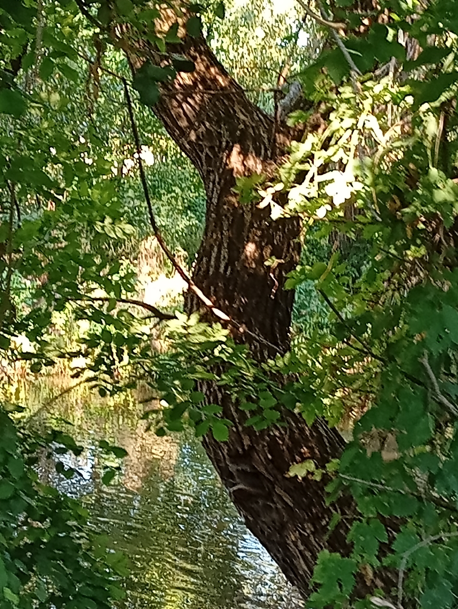A tree trunk with dark, textured bark is prominently featured in the foreground, angled diagonally from the bottom left to the upper right of the frame. Lush green foliage surrounds the trunk, with dappled sunlight filtering through the leaves, creating bright highlights and shadows. To the left of the trunk, a body of water is visible, reflecting the surrounding greenery and sunlight in a shimmering pattern. The background appears to be a dense forest or wooded area. The scene is consistent with a natural setting within the city of Tišnov, Czechia, likely a park or a riverside area. There are no people or visible actions depicted in the image.