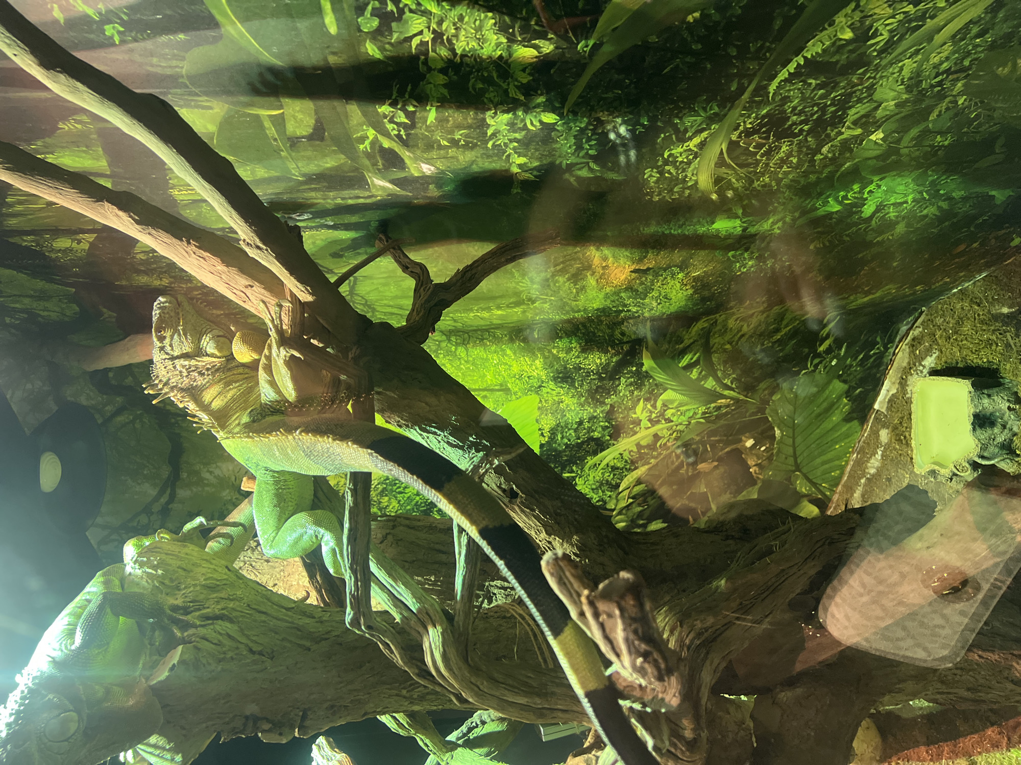 The image displays an animal enclosure, likely a terrarium, featuring a green iguana and a banded snake amidst lush foliage and tree branches. The scene is presented from a dynamic angle, making the habitat appear vertical.
On the left side of the frame, a large, green-scaled iguana is perched or resting on a thick, textured tree branch. Its head, prominent body, and one leg are visible, showcasing the intricate details of its scaly skin. The iguana appears to be calm or resting.
Intertwined with the branches, a snake is visible, particularly its tail section which extends towards the bottom right. The snake exhibits a distinctive pattern of black and yellowish-green bands.
The background is filled with dense, vibrant green foliage and plants, creating the impression of a tropical or rainforest environment. Several gnarled, sturdy branches serve as the primary structural elements for the animals within the enclosure. Artificial lighting illuminates the scene, creating bright highlights on the reptiles and plants, and reflections are visible on what appears to be a glass barrier separating the viewer from the habitat. A light source is visible on the far left. In the bottom right corner, a small, light-colored container is partially visible. The overall setting suggests a controlled environment, such as a zoo or animal park, in Dubai. No discernible text is visible.