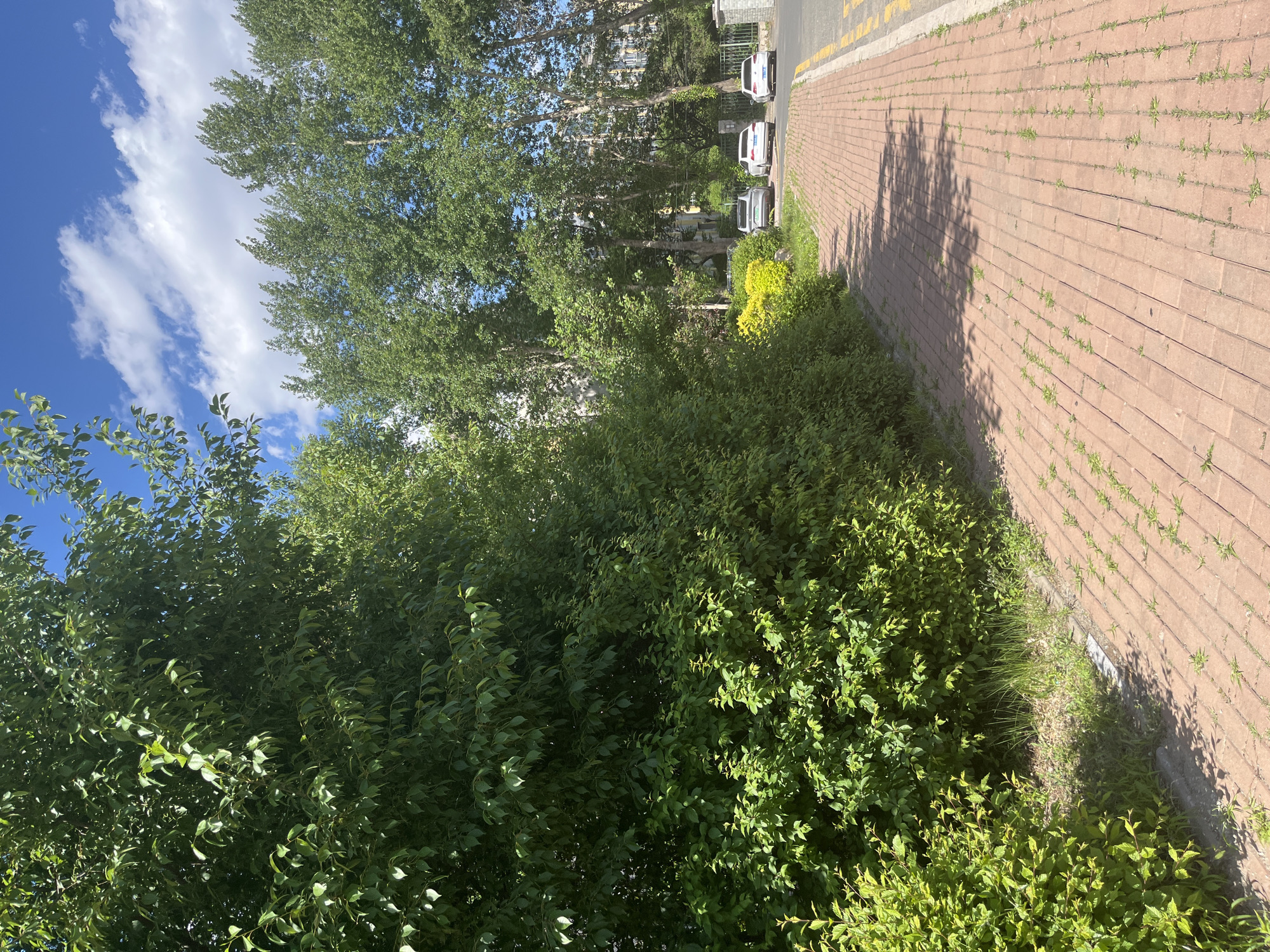 The image shows a street scene in Changchun City, China. A red brick sidewalk extends to the right, lined with green bushes and trees on the left. Three cars are parked on the road adjacent to the sidewalk. The sky is blue with scattered clouds.