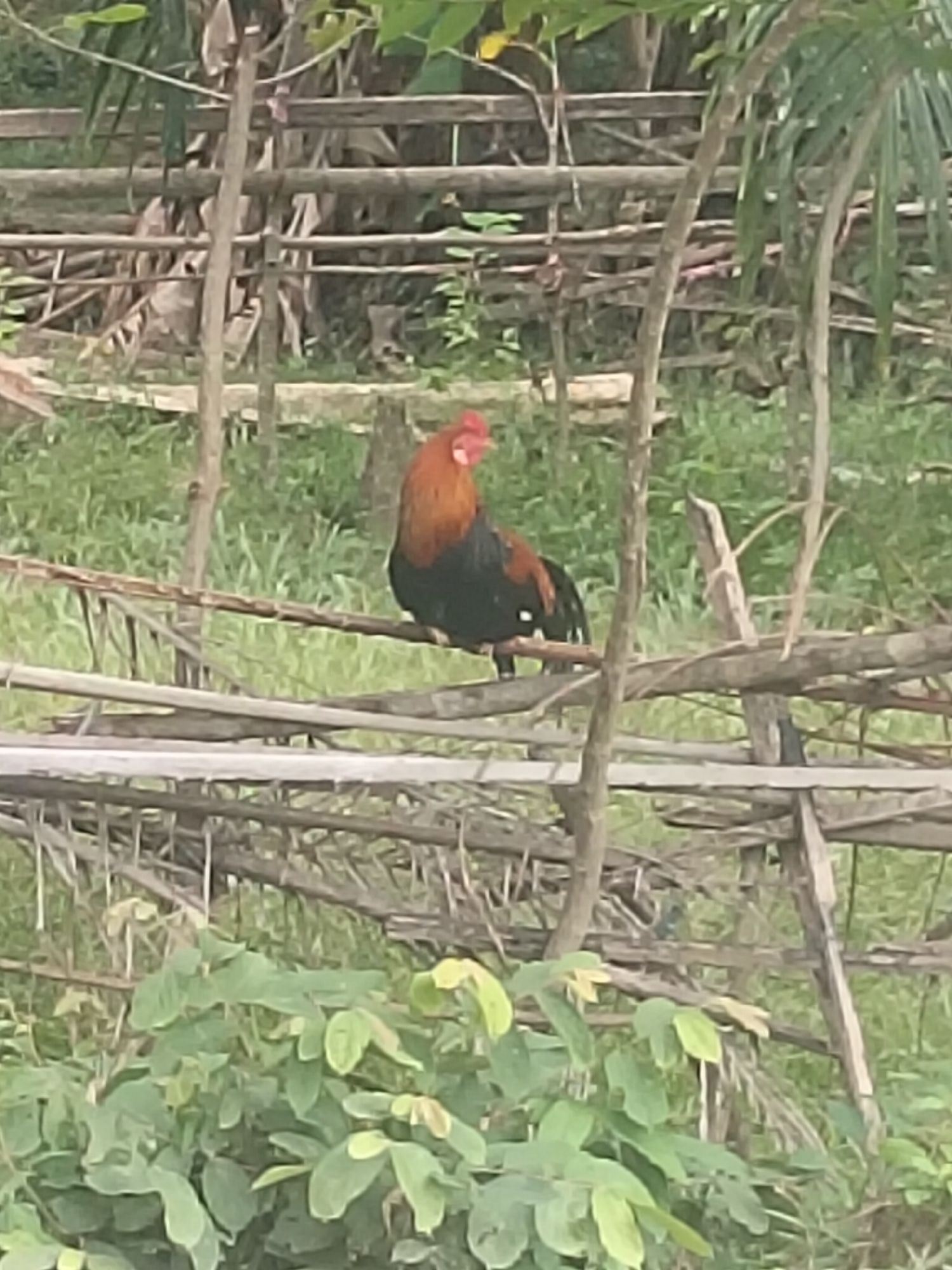 A rooster with reddish-brown and black plumage stands on a wooden structure outdoors. The rooster is facing right, with its head slightly turned to the left. Behind the rooster, there is a blurred background of greenery, including grass, plants, and trees. The wooden structure appears to be part of a fence or enclosure, made of several horizontal logs. The scene is set in an outdoor environment, possibly a rural or semi-rural area. The image is somewhat blurry, suggesting it might have been taken from a distance or with a moving camera.
