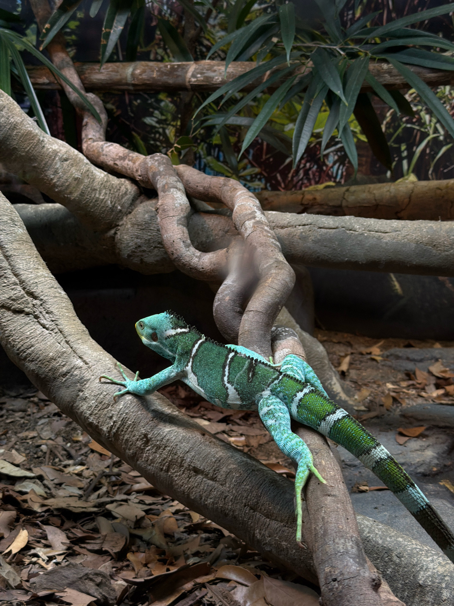 A bright green and white banded lizard, with a crest of black spines along its back and head, is perched on a thick, gnarled tree branch in an enclosure. The lizard faces to the right, with its head turned slightly towards the viewer. Its front right leg is extended forward, its claws gripping the textured bark. Its hind legs are also visible, with long, thin toes. The branch it rests on is part of a larger network of intertwined branches, some thick and some slender, that form a tangled structure. The background is a dark, shadowy environment with glimpses of lush green foliage and other branches. The ground beneath the branches is covered in dry, brown leaves. This scene is located within the Australia Zoo in Beerwah, Australia.