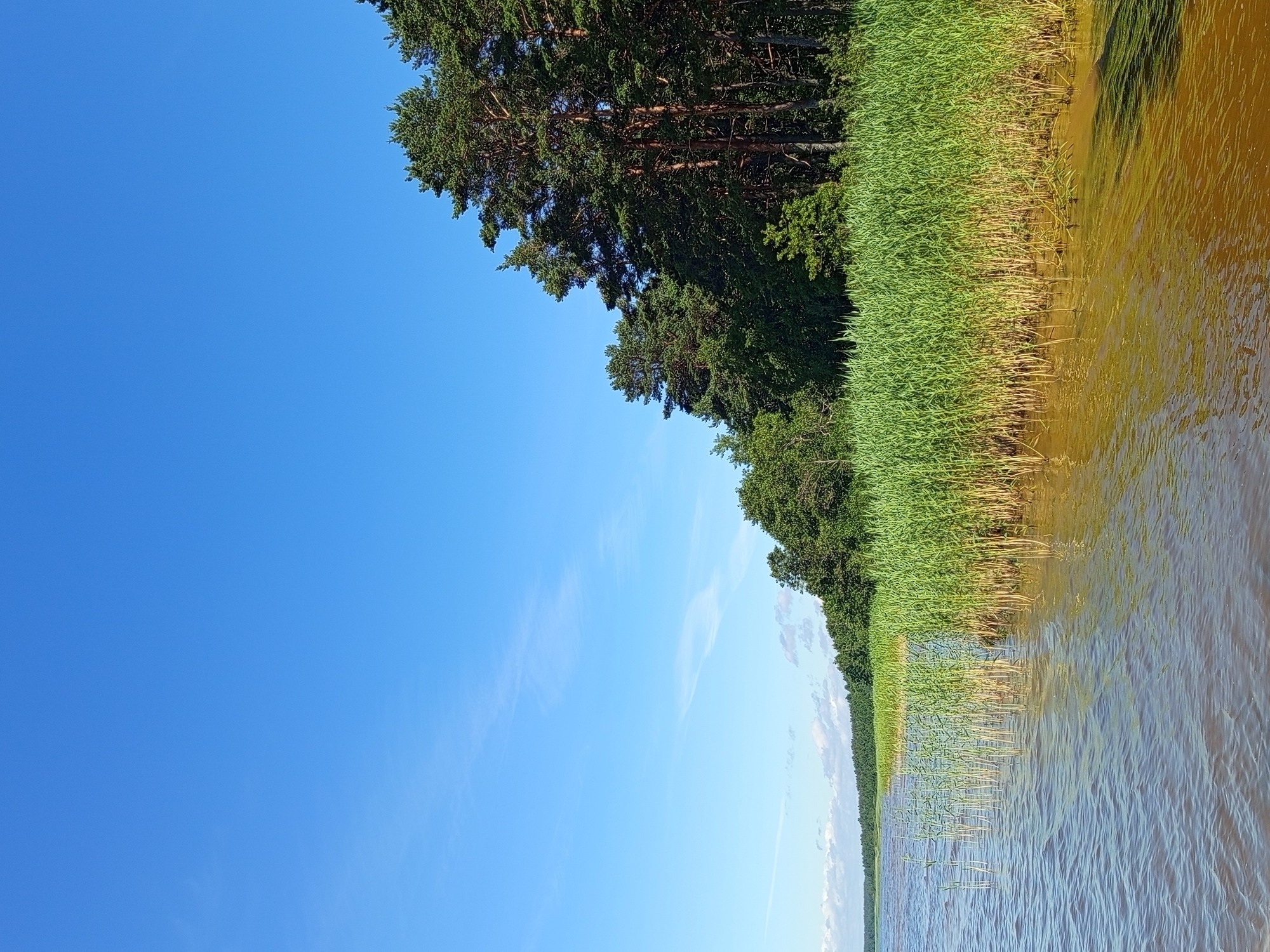 An image depicts a serene natural scene of a body of water bordered by tall reeds and a dense forest of pine and deciduous trees under a clear blue sky. The water is a murky brown color, with ripples indicating a gentle breeze. A thick band of vibrant green reeds lines the edge of the water, with some reeds submerged in the water, showing their stalks. Behind the reeds, a dense forest stretches across the horizon. The trees are predominantly tall pine trees with dark green needles, interspersed with some deciduous trees that are also a rich green. The sky is a brilliant, cloudless blue, suggesting a sunny day. The overall impression is one of untouched natural beauty. The location is identified as Podborov'e, Russia, a place known for its natural landscapes. There are no people or man-made structures visible in the image.