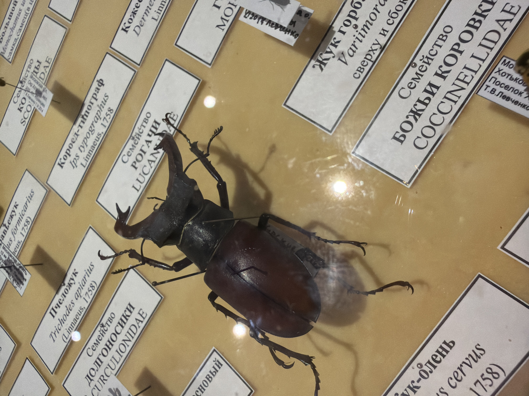This is a close-up, overhead shot of an entomological exhibit, likely in a museum or educational institution. The primary subject is a large, dark-colored beetle, prominently displayed against a light brown, textured surface. The beetle is positioned on its side, showcasing its intricate exoskeleton, powerful legs, and prominent horns. Several informative labels, written in both Russian and Latin, are arranged around the beetle, providing scientific names, classifications, and dates, suggesting it is a specimen for study.
The labels contain text such as "Monochamus un," "SCODAE," "Ips typographus," "Linnaeus, 1758," "Trichodes apiarius," "CURCULIONIDAE," "Variimor," "COCCINELLIDAE," "s cervus," and "1758." Some labels are handwritten, with names like "Левченко" appearing on them, hinting at potential collectors or researchers.
The lighting appears to be artificial, casting subtle reflections and shadows on the surface and the specimen, indicating an indoor environment. The overall scene suggests a preserved collection of insects, organized for display and scientific identification. There are no people or explicit indications of the time of day or weather. The setting is sterile and organized, focused entirely on the entomological specimens.