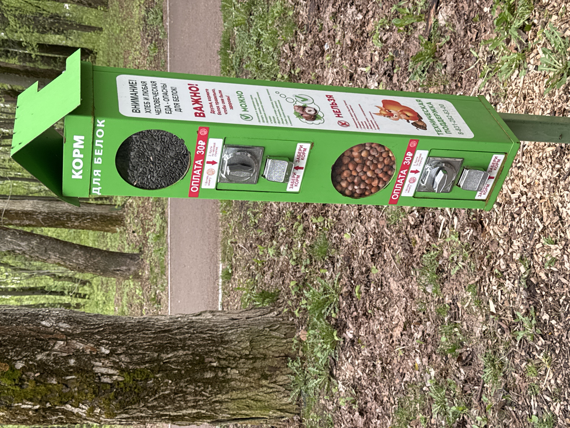 This image shows a bright green vending machine for squirrel food located in what appears to be a park. The machine is attached to a green pole. It advertises "KORM DLYA BELOK" (Food for Squirrels) in Cyrillic. It displays a warning against feeding squirrels human food, like bread. It features two sections, each costing 30 rubles, offering different types of squirrel food: sunflower seeds and hazelnuts. Instructions for using the machine involve inserting a coin and turning a knob. It includes information indicating that nuts, vegetables, fruits, and mushrooms are acceptable foods. The sign indicates a technical support phone number associated with the city of Nizhny Novgorod, Russia, which suggests this location is in that city. The surrounding environment consists of trees, leaves, and a path, indicating a natural park setting.