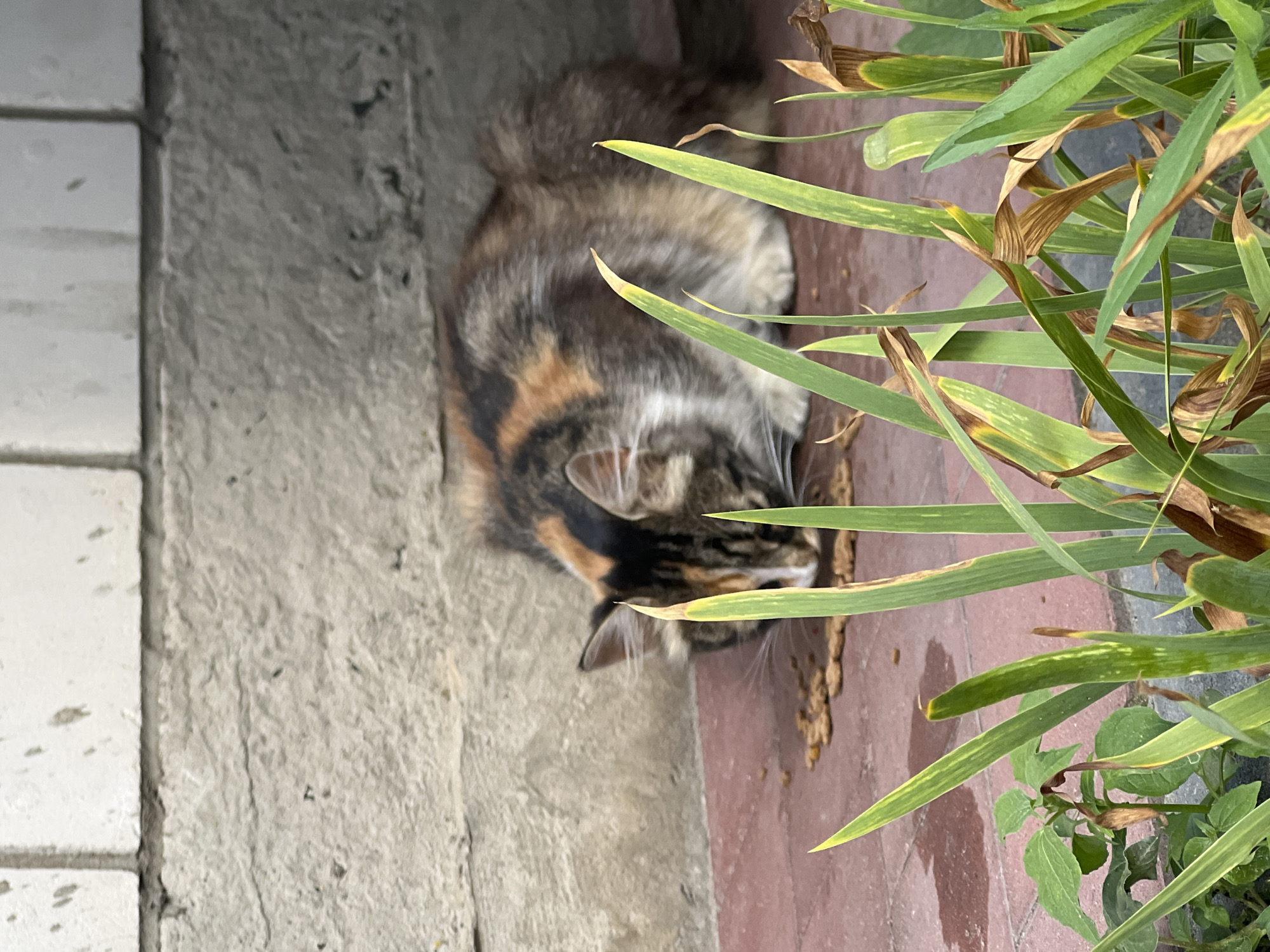 A calico cat with brown, black, and white fur is eating kibble from a reddish-brown tiled surface next to a textured concrete wall. The cat is hunched over its food, with its head down. Green plants with some brown, dried leaves are in the foreground, partially obscuring the cat and its food. The scene appears to be outdoors, possibly in a courtyard or alley. The image does not provide specific visual cues to confirm its location in Sobishchytsi, Ukraine, but depicts a common urban or semi-urban outdoor setting.
