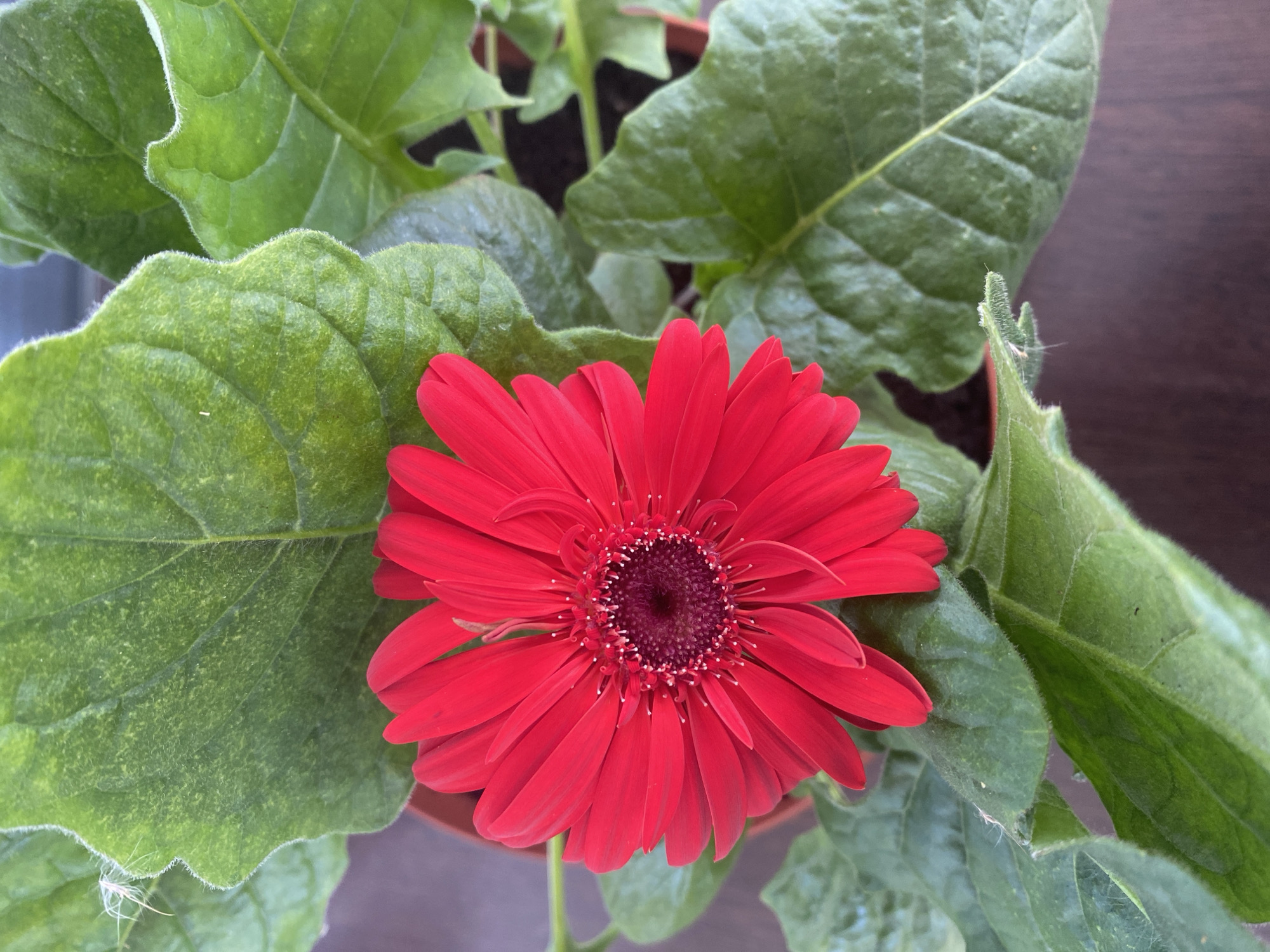 A close-up, eye-level shot features a vibrant red Gerbera daisy blooming amidst lush green foliage. The flower, positioned centrally, displays a rich red hue with delicate white stamens extending from its dark center. Its petals are broad and layered, creating a full, textured appearance. Surrounding the bloom are large, crinkled green leaves, some with a slightly fuzzy texture, especially along their edges. The leaves are deeply veined, adding to their organic character.
The background consists of more greenery and hints of a brown surface, possibly a wooden table or shelf. The lighting suggests an indoor setting, likely during the daytime, with soft illumination that highlights the flower's color and the leaves' textures. There is no visible text in the image. The overall mood is serene and natural, emphasizing the beauty of the single, prominent flower and its surrounding plant. The scene appears to be a still life, focused entirely on the plant's botanical details.