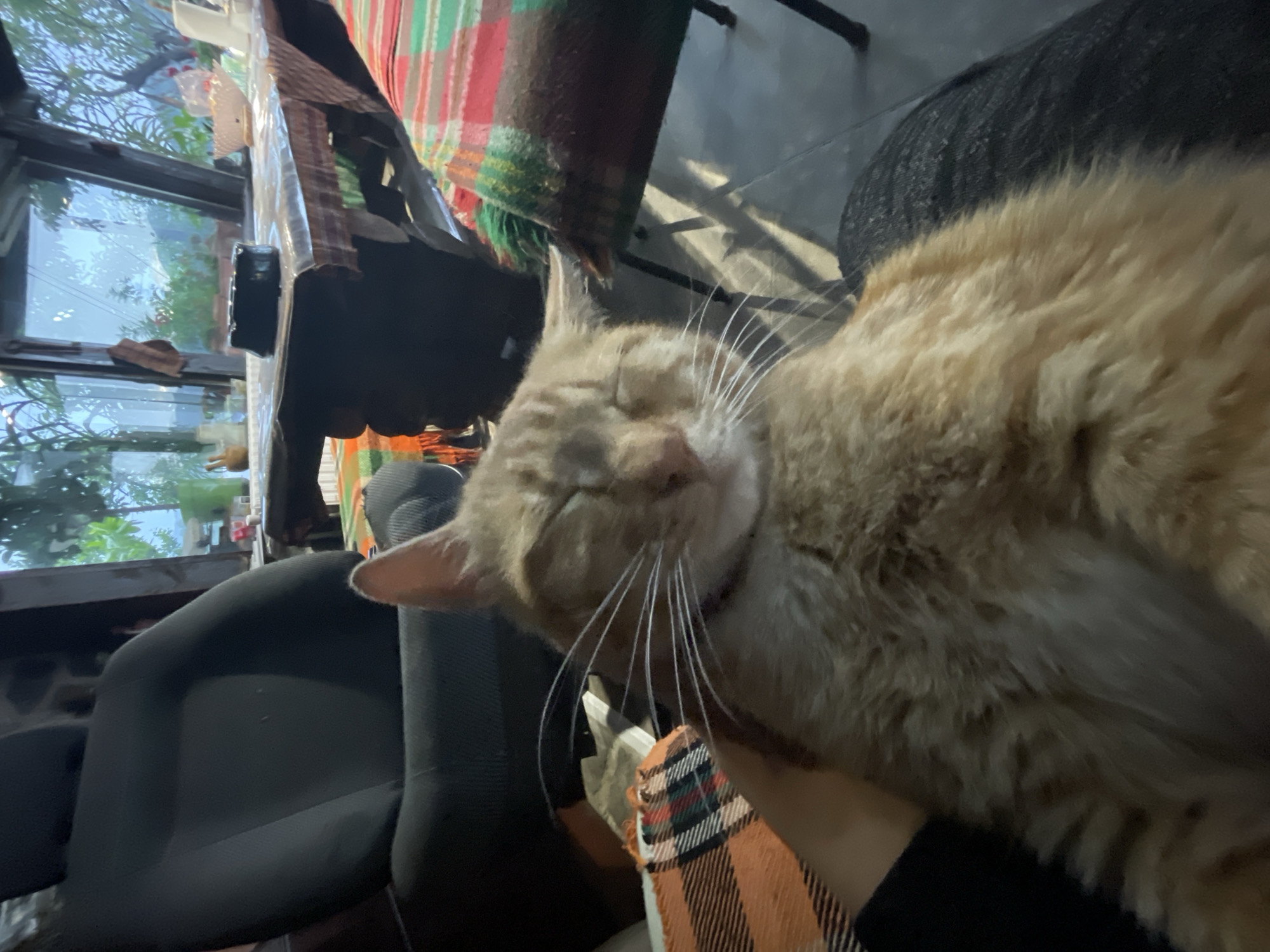 An intimate, slightly rotated indoor shot features a relaxed ginger cat, its eyes closed in apparent sleep or contentment. The cat's warm orange-brown fur and prominent white whiskers dominate the foreground. A human hand or arm, partially visible and wearing a dark sleeve, gently holds or supports the cat. Beneath the cat, an orange, black, and white plaid blanket or fabric adds a cozy element.
The background reveals a cozy interior space. To the left, large windows showcase lush green foliage and trees outdoors, hinting at a natural setting. A dark, possibly black, office chair is visible in the mid-ground. Further back, a wooden table or shelf holds a small, dark object. Another chair is draped with a vibrant, multi-colored striped blanket in shades of red, green, and orange, adding warmth and a traditional touch.
The soft, ambient lighting suggests either early morning, late afternoon, or an overcast day. The overall atmosphere is peaceful and serene, emphasizing the cat's quiet relaxation. No text is visible in the image. The setting could be a home or a comfortable establishment in Zlatograd, Bulgaria.