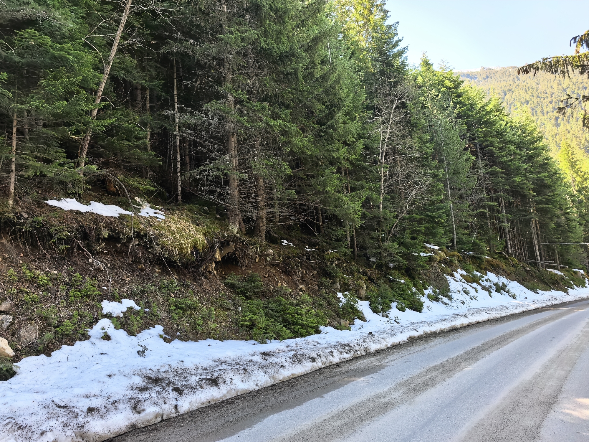 A road winds through a forest, remnants of snow linger along the roadside and the base of the trees. The forest is dense with coniferous trees, and a bright sky is visible above.