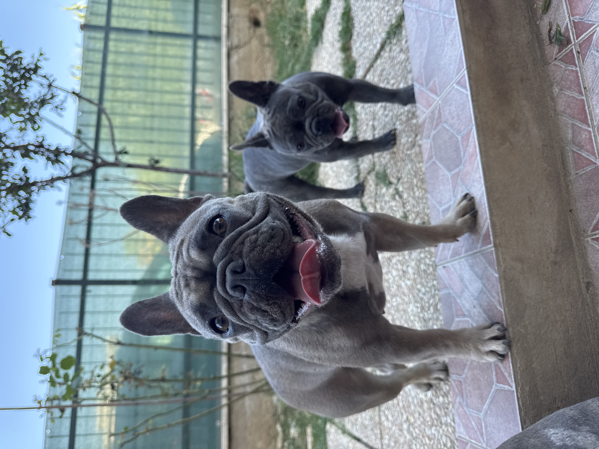 This media file features two French Bulldogs outdoors in what appears to be a backyard or patio area. The main subject is a grey French Bulldog in the foreground, facing the camera with its tongue out and mouth open, panting. Its eyes are open and dark, and its ears are perked up. Behind it, another grey French Bulldog is visible, also looking towards the camera with its tongue out.
The setting is outdoors, with a tiled patio visible in the foreground and a gravelly area with some sparse green foliage in the background. A light-colored vertical surface, possibly a wall or a railing, runs along the right side of the frame. In the upper left of the image, a portion of a green, translucent fence or screen is visible, with some branches from a tree or bush in front of it. The sky is a clear blue, suggesting it is daytime.
The overall impression is one of a warm, sunny day. The dogs appear happy and energetic, given their panting and open mouths. The scene is likely in San Benedetto del Tronto, Italy, as per the provided location context. There is no visible text in the image.