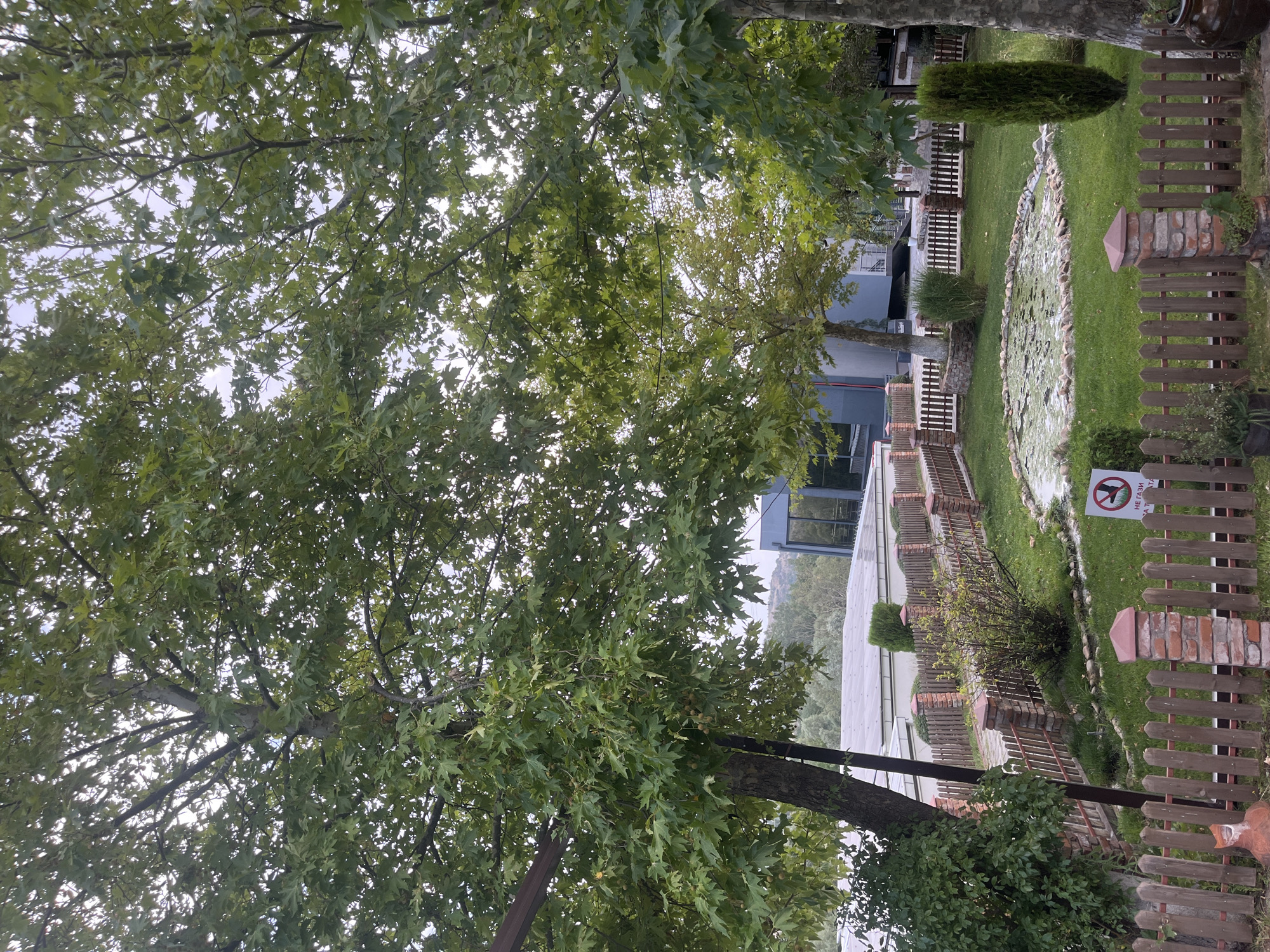 The image depicts an outdoor scene at what appears to be a restaurant or recreational facility in Mlado Nagorichane, North Macedonia. Lush green trees with broad leaves dominate the foreground, their branches forming a canopy that partially obscures the sky. In the mid-ground, a manicured lawn surrounds a small pond filled with lily pads. A wooden fence with brick pillars encloses the lawn and pond area. Beyond the fence, a modern building with large windows is visible, suggesting the presence of structures associated with a business. The background reveals a landscape of rolling hills covered with trees, indicating a semi-rural setting. A sign with a prohibition symbol is placed on the lawn near the pond, but the text is illegible. The overall impression is one of a tranquil, well-maintained outdoor space.
