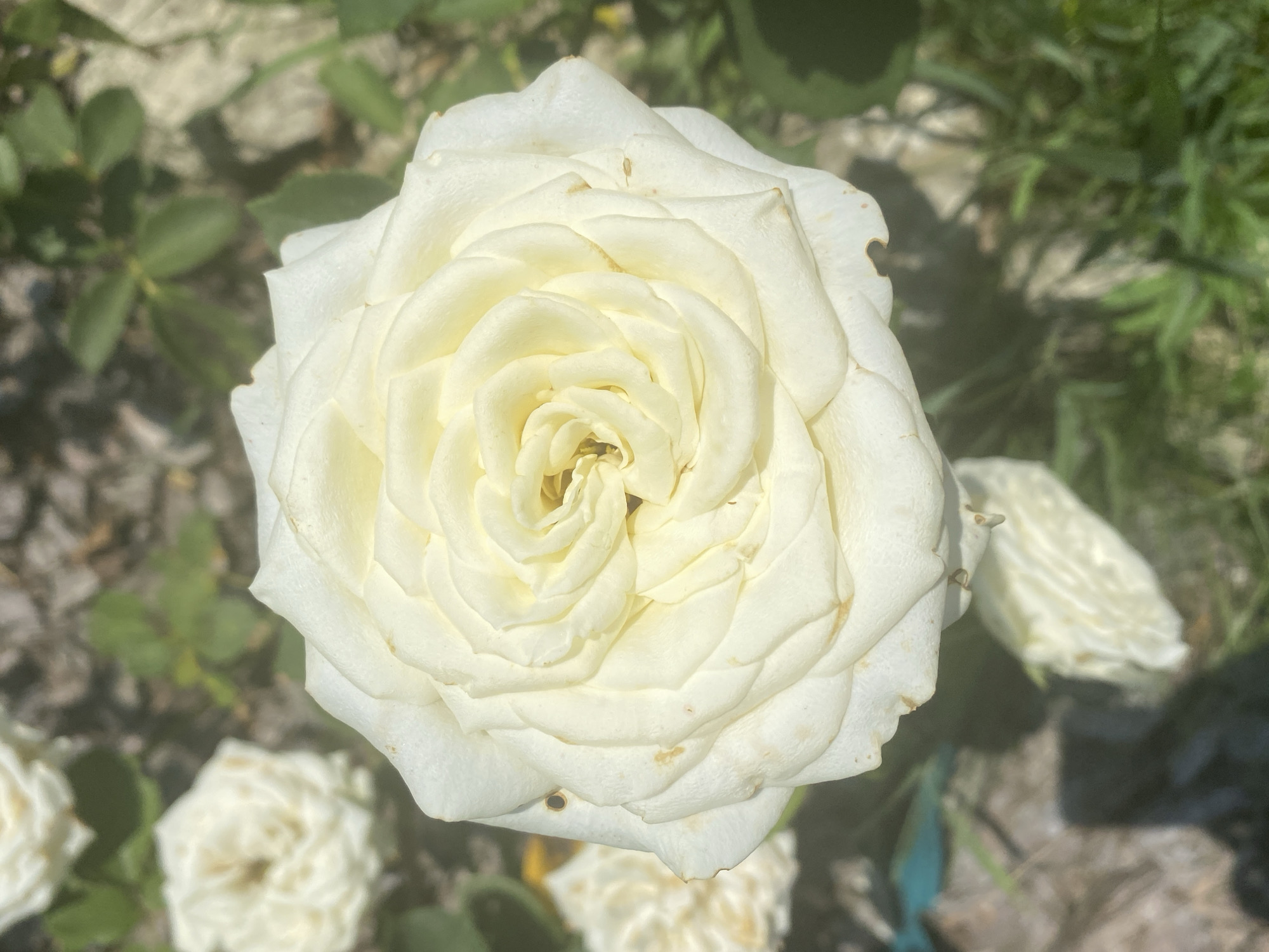 A close-up, overhead view captures a fully bloomed white rose with delicate, layered petals. The rose is centered in the frame, with a portion of another white rose visible in the blurred background to the left. The surrounding environment consists of green foliage and hints of dry earth or gravel, bathed in bright sunlight, creating shadows on the petals and the ground. The image does not contain information regarding its location in Besplemyanovskii, Russia.