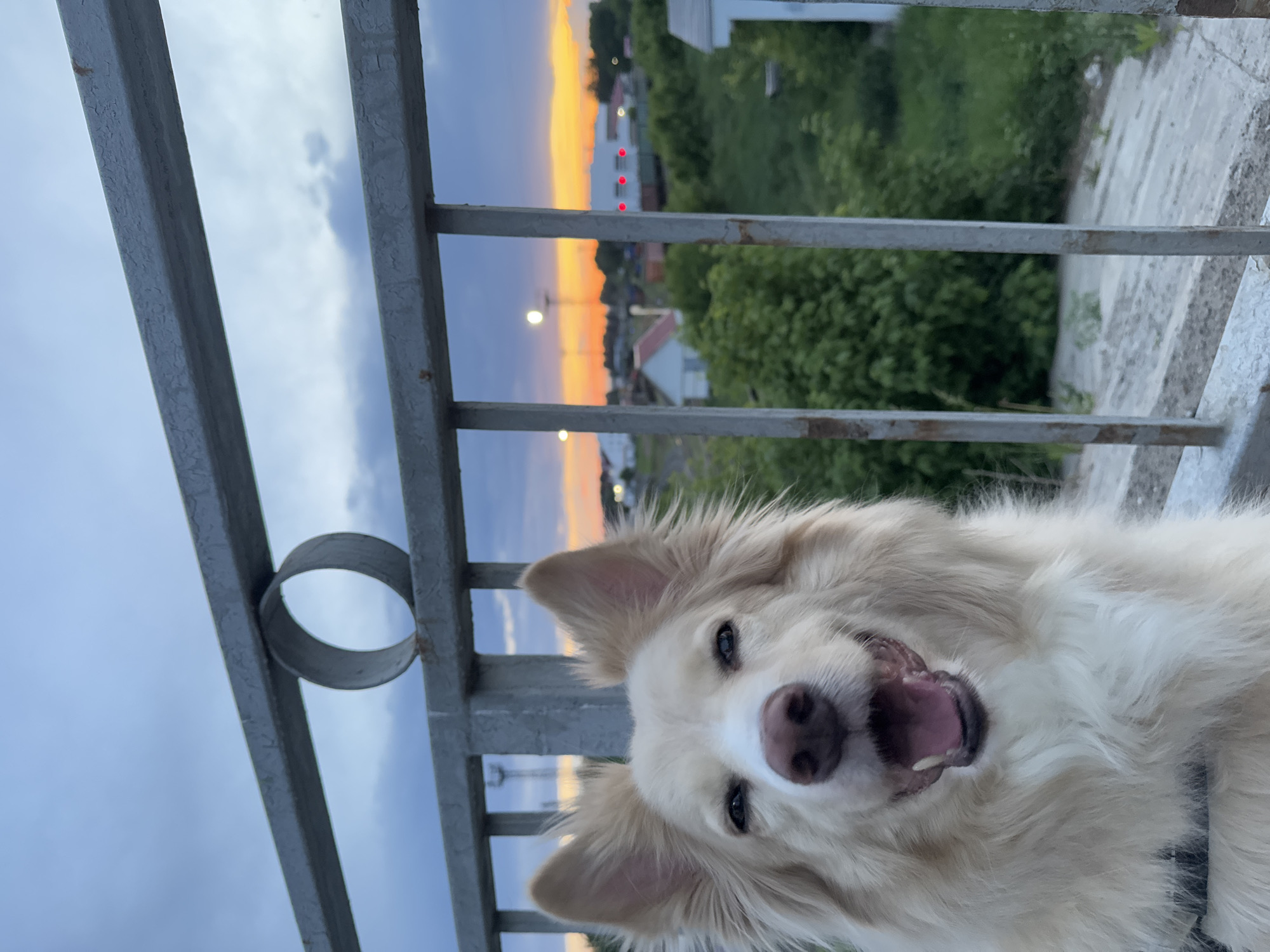 A close-up, canted-angle shot features a white dog with light eyes and a pink nose, its mouth slightly open, positioned near a gray metal railing. The background reveals a cityscape at sunset or sunrise. The sky transitions from dark gray to orange and yellow hues. Across the railing, there are visible trees, rooftops of houses, and street lights. Three red lights stand out in the upper center of the frame. The image is most likely taken in the city of Chaikovsky, Russia, based on the combination of urban elements and the particular style of architecture visible in the distance.