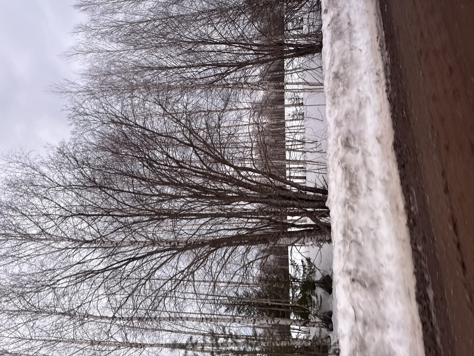 The image depicts a winter scene in Малая Уса, Russia, featuring bare birch trees against a cloudy sky. Snow covers the ground and accumulates on a wooden structure in the foreground. The trees are dense with intricate branch patterns, and the snowy landscape suggests a cold, possibly overcast day.