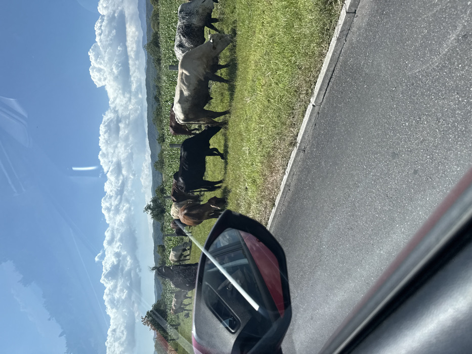 The image depicts a rural scene in San Juan Tejupa, Mexico, viewed from a vehicle. In the foreground on the left, a portion of a red vehicle's side mirror and window frame is visible. Adjacent to the vehicle's position is an asphalt road, delineated by a concrete curb.
To the right of the road, a herd of approximately 15-20 cattle of various colors, including black, brown, white, and mottled gray, are actively grazing in a green pasture. Some animals display visible humps. A single individual, characterized by dark hair and a patterned garment, is partially visible standing among the cattle on the left side of the pasture.
Beyond the pasture, a field of tall green crops, consistent with corn, extends towards the background. Wooden fence posts are sparsely visible within this crop field. The horizon features distant green mountains under a clear blue sky with large, scattered white cumulus clouds. The scene is illuminated by direct sunlight.