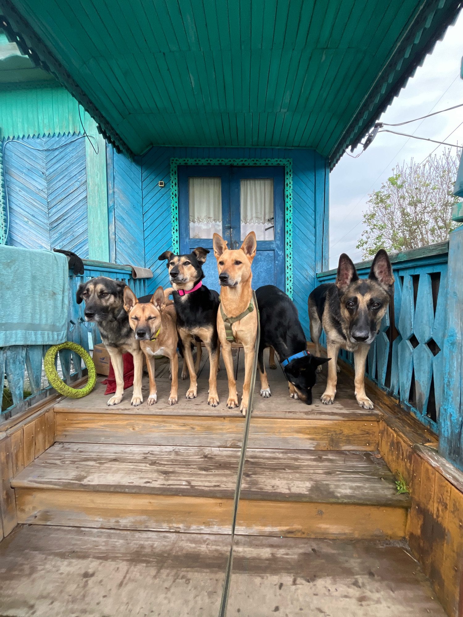 A low-angle, full shot captures six dogs of varying breeds and sizes posing on a wooden porch. The dogs are positioned on the porch's steps and level surface, facing the camera. The porch is attached to a rustic blue wooden house with ornate trim around the windows and doors. The house features a steeply pitched, teal-colored roof and wooden siding with diagonal patterns. A green wreath hangs on the left side of the porch railing, and a blue rope runs across the porch floor. The overall scene suggests a rural or semi-rural setting. The image was taken in Nizhny Tagil, Russia.