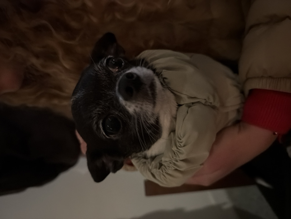 A domestic chihuahua dog, predominantly black with white markings on its muzzle, chin, and chest, is depicted in a close-up, dimly lit, indoor setting. The dog wears a light beige or tan puffy jacket with a ruched collar and is held by a person. The individual's fair-skinned hand supports the dog, and a red sleeve is visible beneath a lighter, possibly beige, outer garment worn by the holder. The background is blurred, showing a dark, possibly wooden, object on the left, and a mass of curly, light brown hair on the right, suggesting the presence of another individual. The scene is located in Tel-Aviv, Israel.