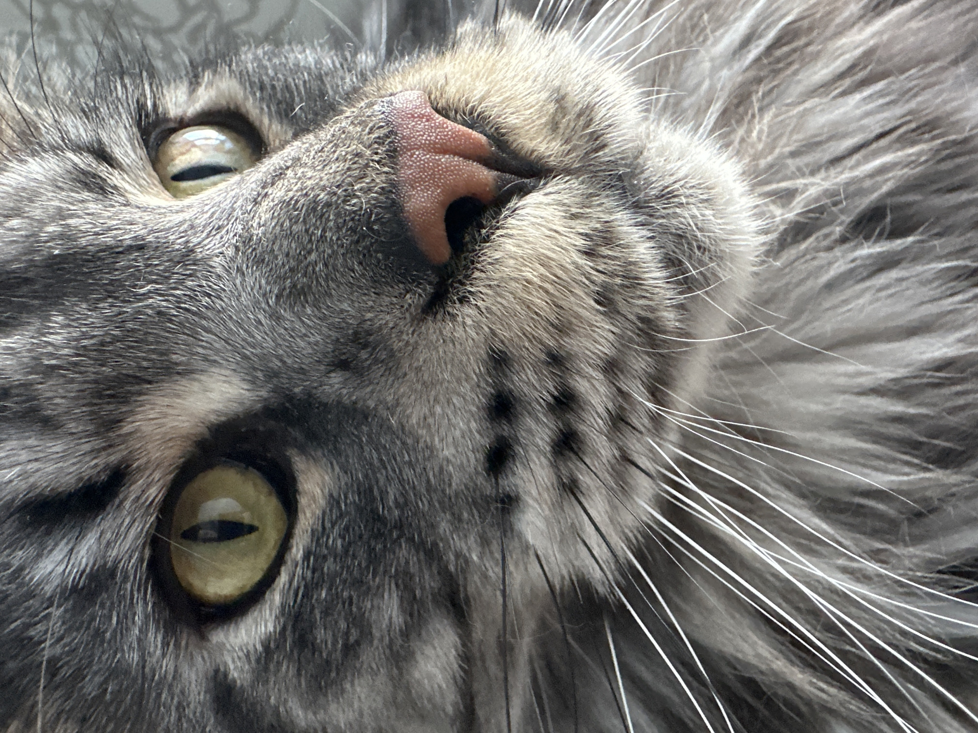 A close-up image captures the head of a gray tabby cat from an unusual, inverted perspective. The cat's face is angled towards the camera, showcasing its features in detail. The cat has yellow-green eyes with slit pupils. Its nose is pink, with a textured surface. The fur is a mix of gray and lighter shades. Long, white whiskers extend from the right side of its face. The location in the city of Chaikovsky, Russia, is not discernible from the image.