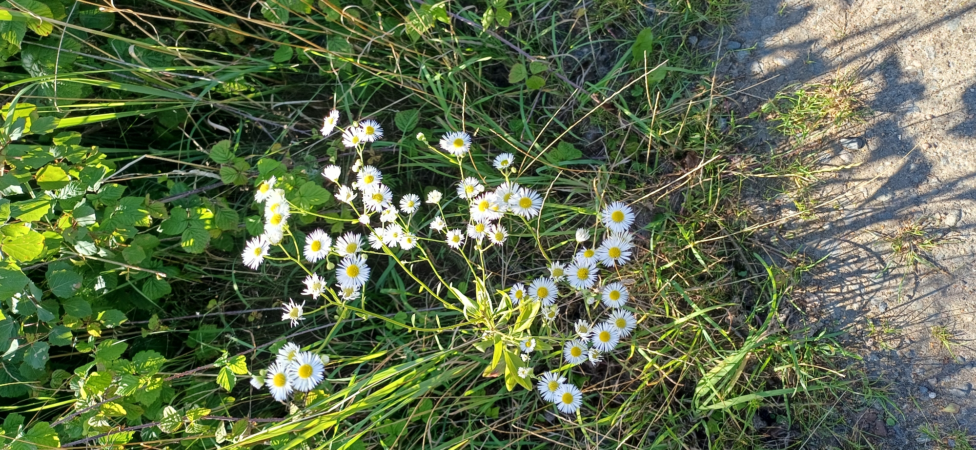 This image is a close-up shot of a cluster of small white daisy-like flowers with yellow centers, growing amongst tall green grass and some leafy plants. The flowers are in bloom and are the primary subject of the image, with their delicate petals and bright centers catching the sunlight. The background consists of lush greenery, suggesting an outdoor, natural setting. The lower part of the image shows a patch of ground that appears to be dirt or gravel, with shadows cast by the plants, indicating it is daytime. The overall scene evokes a sense of nature and tranquility.
The exact location in Hrodna, Belarus, is not identifiable from the image.