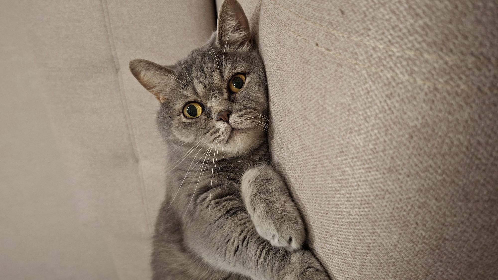 A close-up, eye-level shot captures a grey British Shorthair cat lying on a beige sofa. The cat is positioned on its side, with its head resting on the sofa. Its body is angled slightly away from the camera, while its face is turned towards it. The cat has distinct tabby markings on its face and body, with large, round yellow eyes that are looking directly at the viewer. Its ears are pointed upwards. The sofa has a textured fabric surface with visible stitching and a subtle crease running across it. The lighting is soft, creating a warm and intimate atmosphere. There is no indication of the location being in the city of Chaikovsky, Russia; the image depicts an indoor domestic setting.