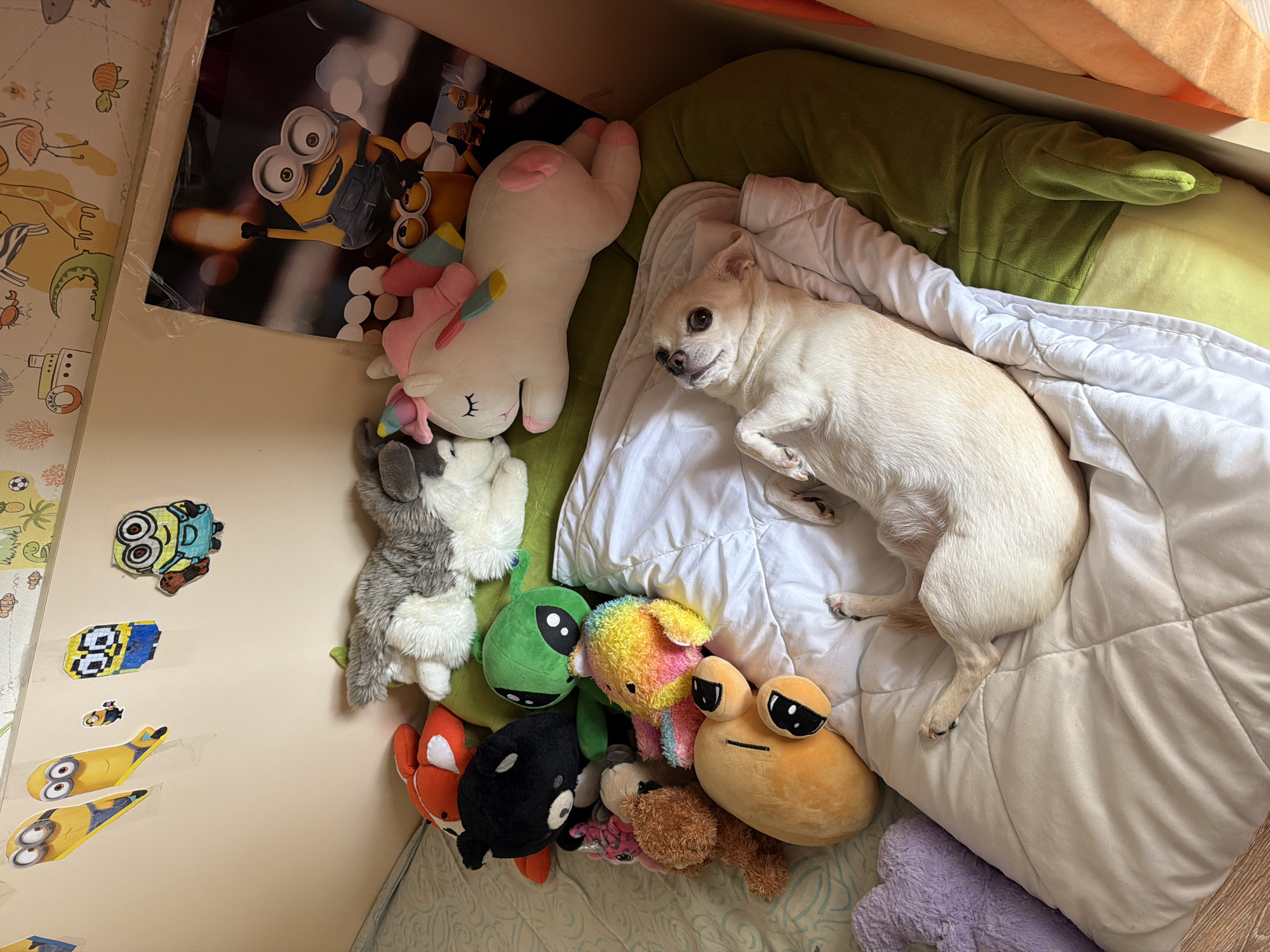 A small, cream-colored chihuahua dog is lying on a white comforter in a bed filled with numerous plush toys. The dog is on its back, with its legs extended upwards, and appears to be looking up at the ceiling. Surrounding the dog are various stuffed animals, including a large white unicorn with a pink mane and tail, a gray and white husky, a green alien, a black bear, a fox, and a rainbow-colored stuffed toy. The bed is positioned against a wall adorned with drawings and posters of Minions from the Despicable Me franchise. There is also a large poster featuring a Minion holding a sparkler. The environment appears to be a child's bedroom, possibly in Birobidzhan, Russia, given the context. The room is brightly lit, suggesting it is daytime.