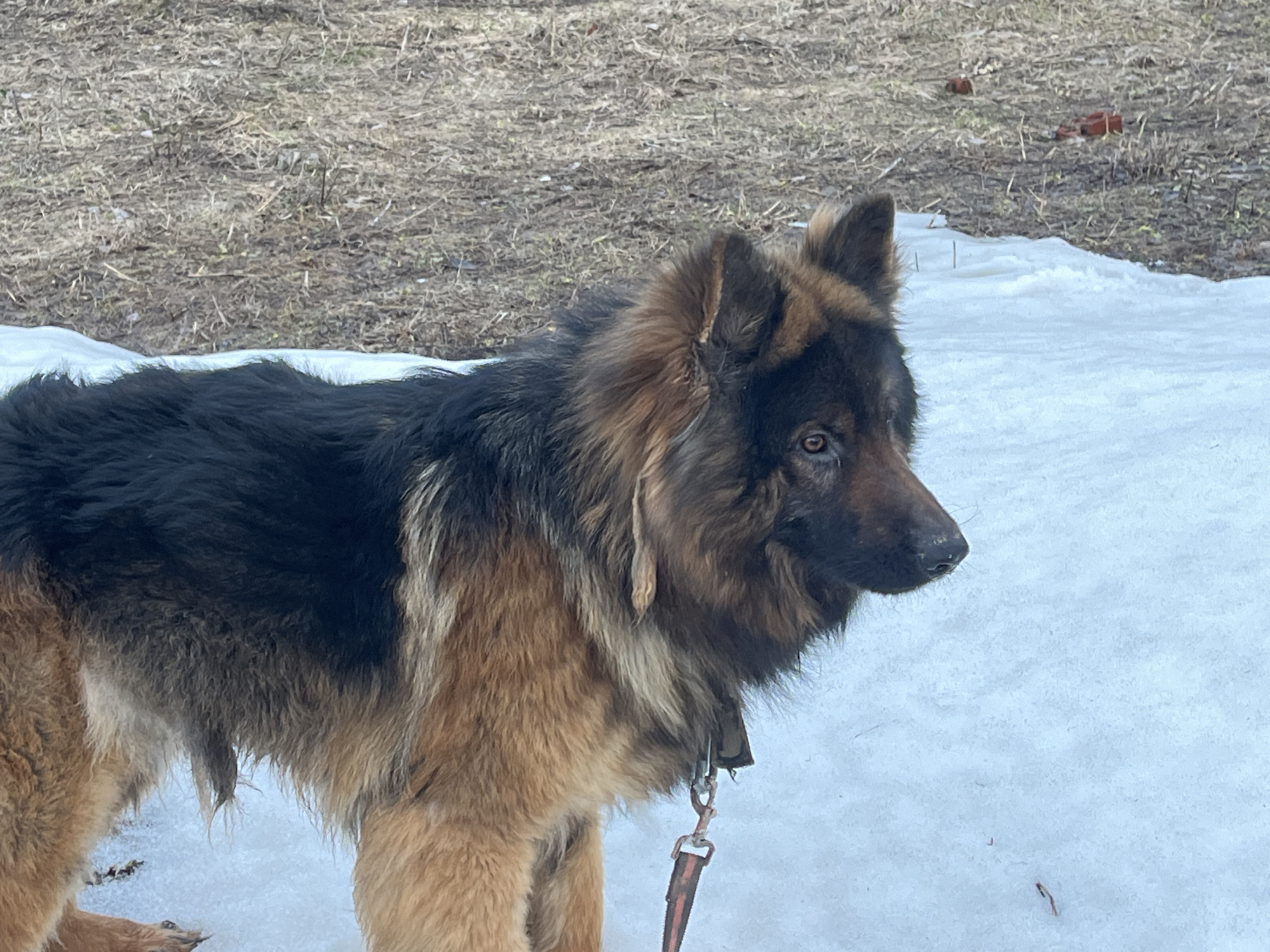 A long-haired dog, resembling a German Shepherd with a thick black and tan coat, stands in an outdoor setting. The dog is positioned slightly to the left of the frame, facing right, with its head turned to look into the distance. Its ears are erect, and its eyes appear dark and attentive. A red and black leash is visible, attached to a collar around its neck and hanging down.
The ground beneath the dog is covered in patchy snow, indicating cold weather, possibly late winter or early spring. Behind the snow, the terrain transitions to dry, sparse grass and dormant vegetation, suggesting an open, natural area like a field or yard in Павловка, Russia. The background is out of focus, showing textured dry ground. The lighting appears to be natural daylight, suggesting an overcast day given the lack of strong shadows. No text is visible in the image. The dog's expression is calm and observant.