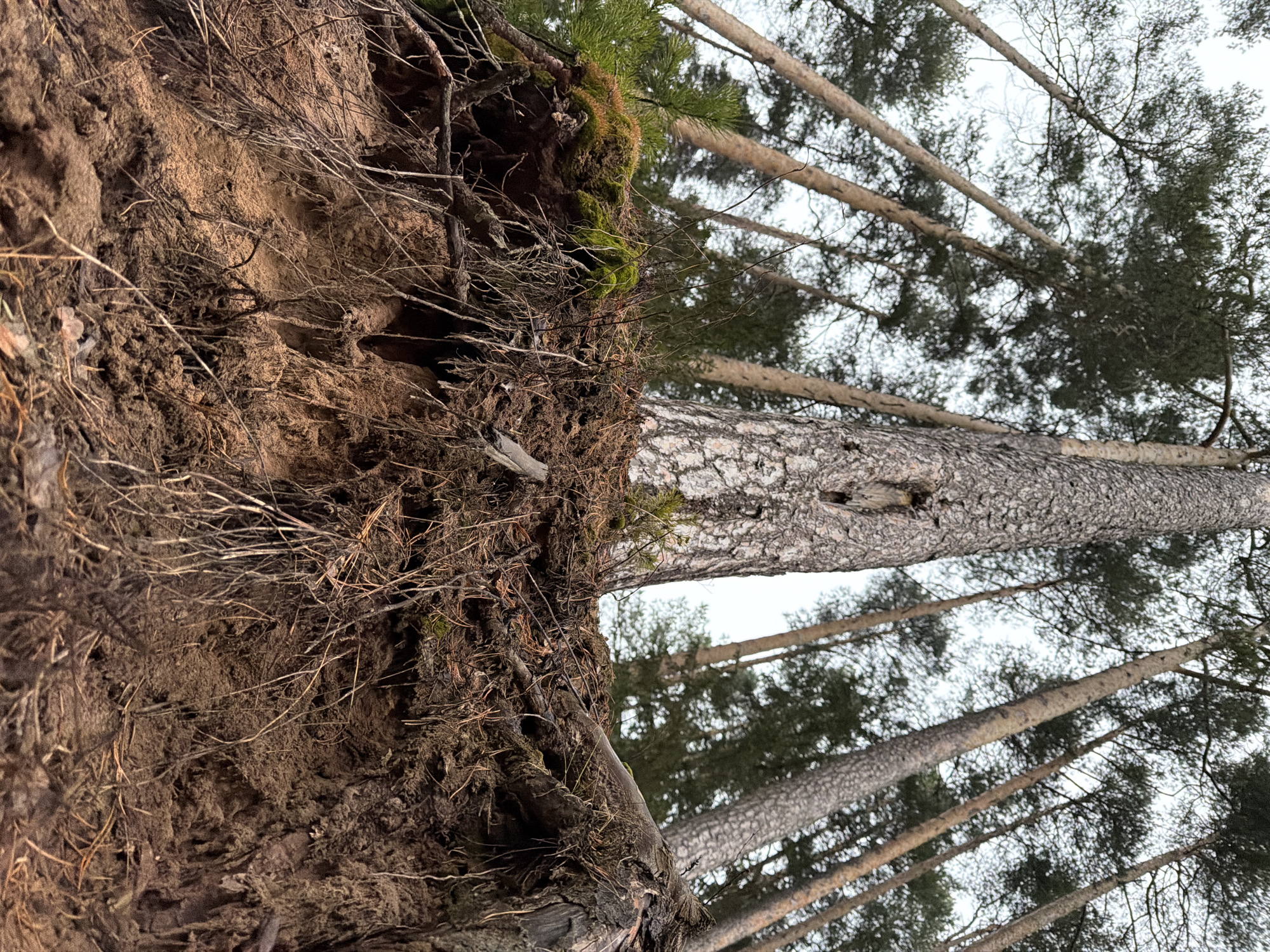 The image depicts an eroded section of earth with exposed roots and soil on the left side of the frame. To the right, several tall, slender trees stretch upwards towards the sky. The trees have textured bark and green foliage. The sky is overcast. The location is outdoors. It is unknown that the location is specifically in Chaikovsky, Russia based solely on the visual elements of the image.