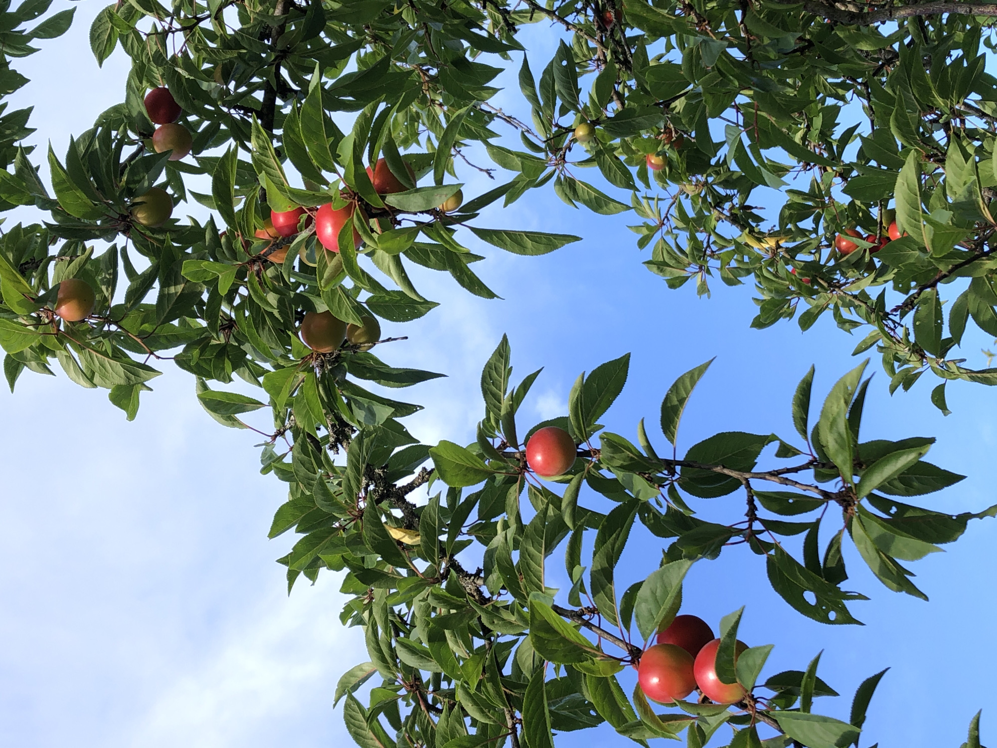 This is a low-angle, full-frame, outdoor, eye-level shot of a plum tree laden with fruit against a clear blue sky. The tree branches are thick and dark, covered with vibrant green leaves. Clusters of ripe plums, predominantly red and some with a yellowish blush, hang from the branches. The plums vary in size, with some appearing larger and rounder while others are smaller and more oval. The sky is a bright, cloudless blue, suggesting a sunny day. The image does not contain any people. The scene depicts a natural, outdoor setting focused on the fruiting tree.