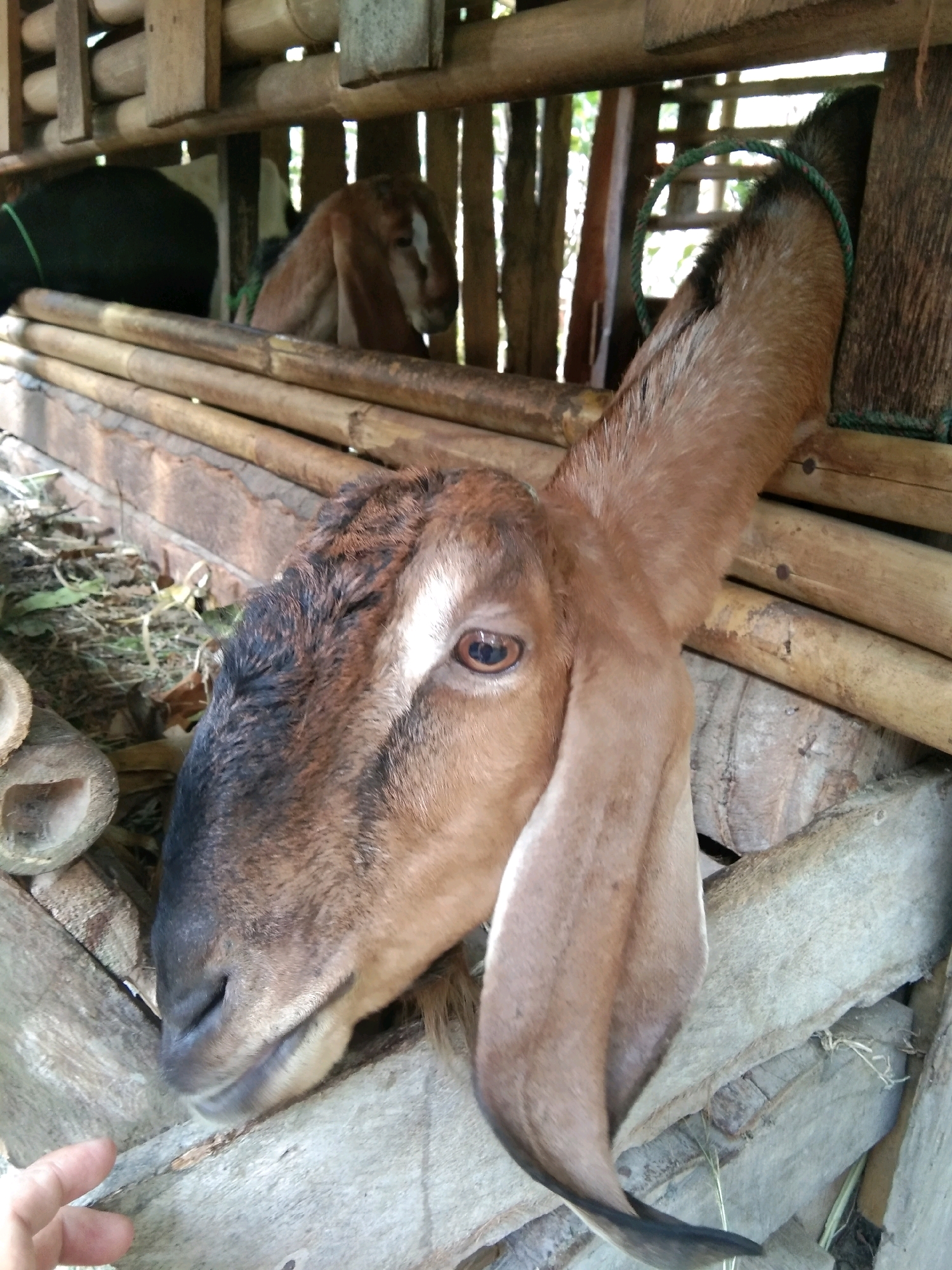 In Karangsambung, Indonesia, a goat with light brown fur and dark brown markings on its face is the central subject of the image. It is peering out of a wooden pen constructed from bamboo and rough-hewn timber. The goat's large, floppy ears are prominently displayed. Its eye, a deep brown, looks directly at the camera. The goat's snout, featuring a dark muzzle and lighter fur beneath, is visible. Another goat, mostly obscured, is visible in the background within the pen, showing a darker brown coat. The pen itself is rudimentary, with gaps between the wooden slats allowing glimpses of greenery outside. The ground within and around the pen appears to be covered with straw and dry leaves. A human hand, with fingers slightly curled, is positioned in the lower left corner of the frame, reaching towards the pen. The lighting suggests it is daytime, with natural light filtering into the pen.