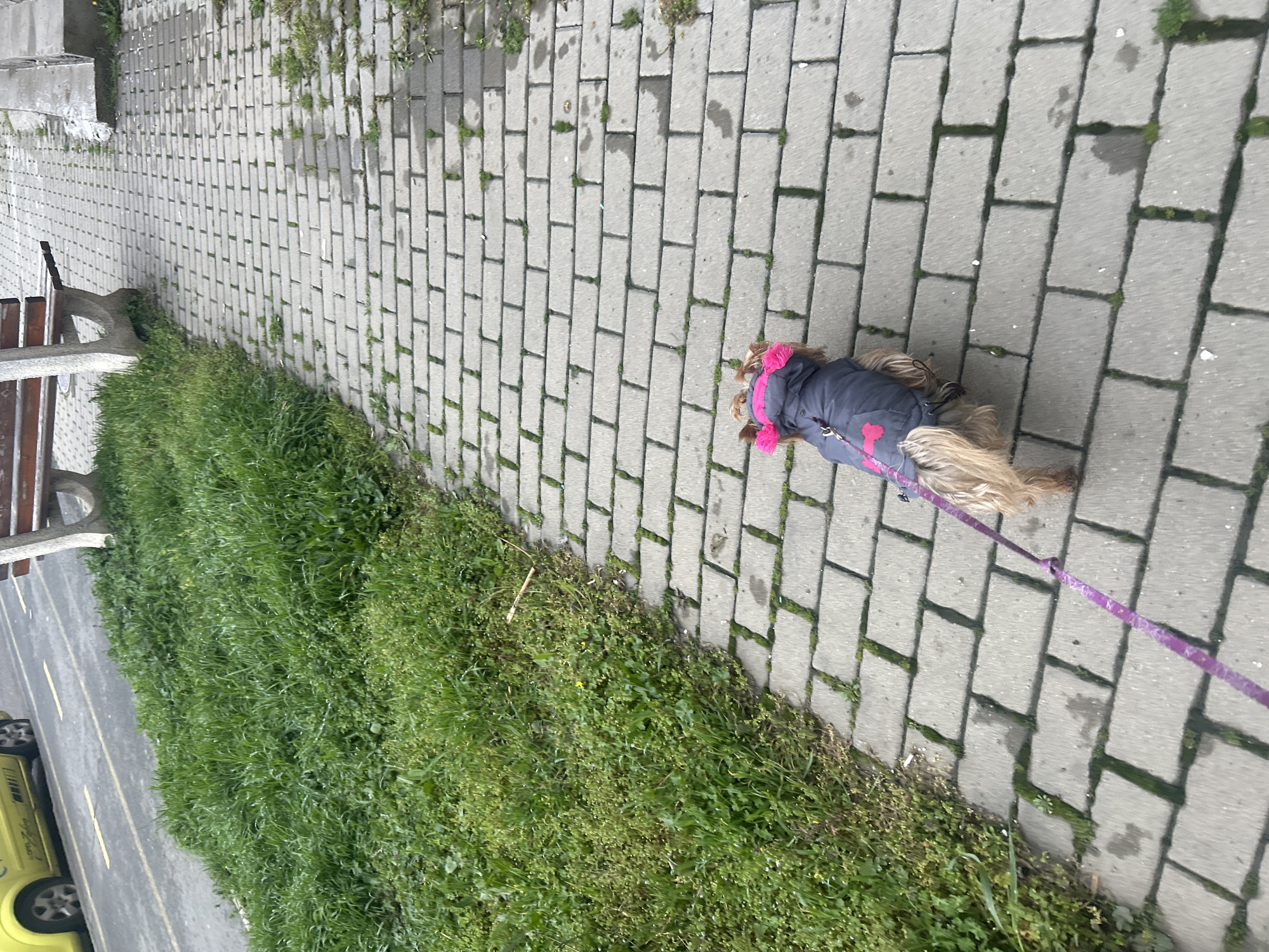 A long-haired brown dog wearing a gray coat with pink trim and pink pom-poms is on a gray brick sidewalk, restrained by a purple leash. The sidewalk is bordered by green grass and a row of green plants. A gray bench is on the sidewalk beyond the grass. A yellow vehicle is partially visible in the bottom left corner of the image. The location appears to be in Burgas, Bulgaria, based on similar scenes documented in the city.