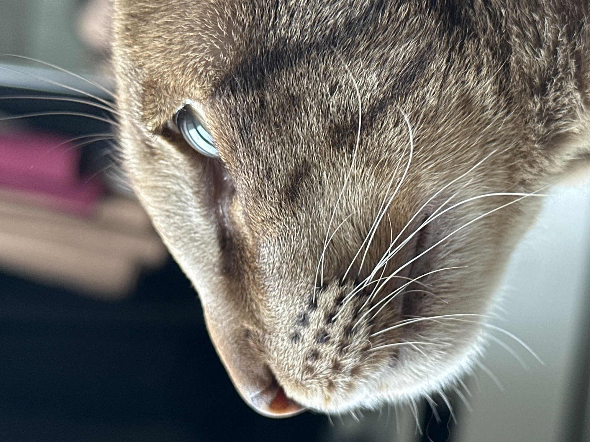 A very close-up, detailed shot captures the right side of a cat's head, angled slightly downwards. The cat's fur is a short, dense tabby pattern, primarily composed of shades of brown, tan, and darker stripes or patches across its cheek and forehead. A striking, light blue or greenish-blue eye is prominently visible on the left, featuring a horizontal slit pupil with distinct reflections of light sources. Numerous long, white whiskers extend from the cat's snout area. Around the base of these whiskers, several small, dark spots are visible, likely freckles or pigmentation. A hint of the cat's pinkish nose or upper lip is visible at the bottom edge of its face.
The background is significantly blurred, indicating a shallow depth of field. On the left side, there's a dark, indistinct area behind the cat's whiskers, with a blurred splash of a brighter, possibly pink or red color further back. The background on the right is a soft, light grey or white blur. The lighting appears natural and gentle, highlighting the texture of the fur and the cat's eye. The cat appears calm and still, possibly observing something below it. There are no visible people, objects beyond the cat, or any text in the image.