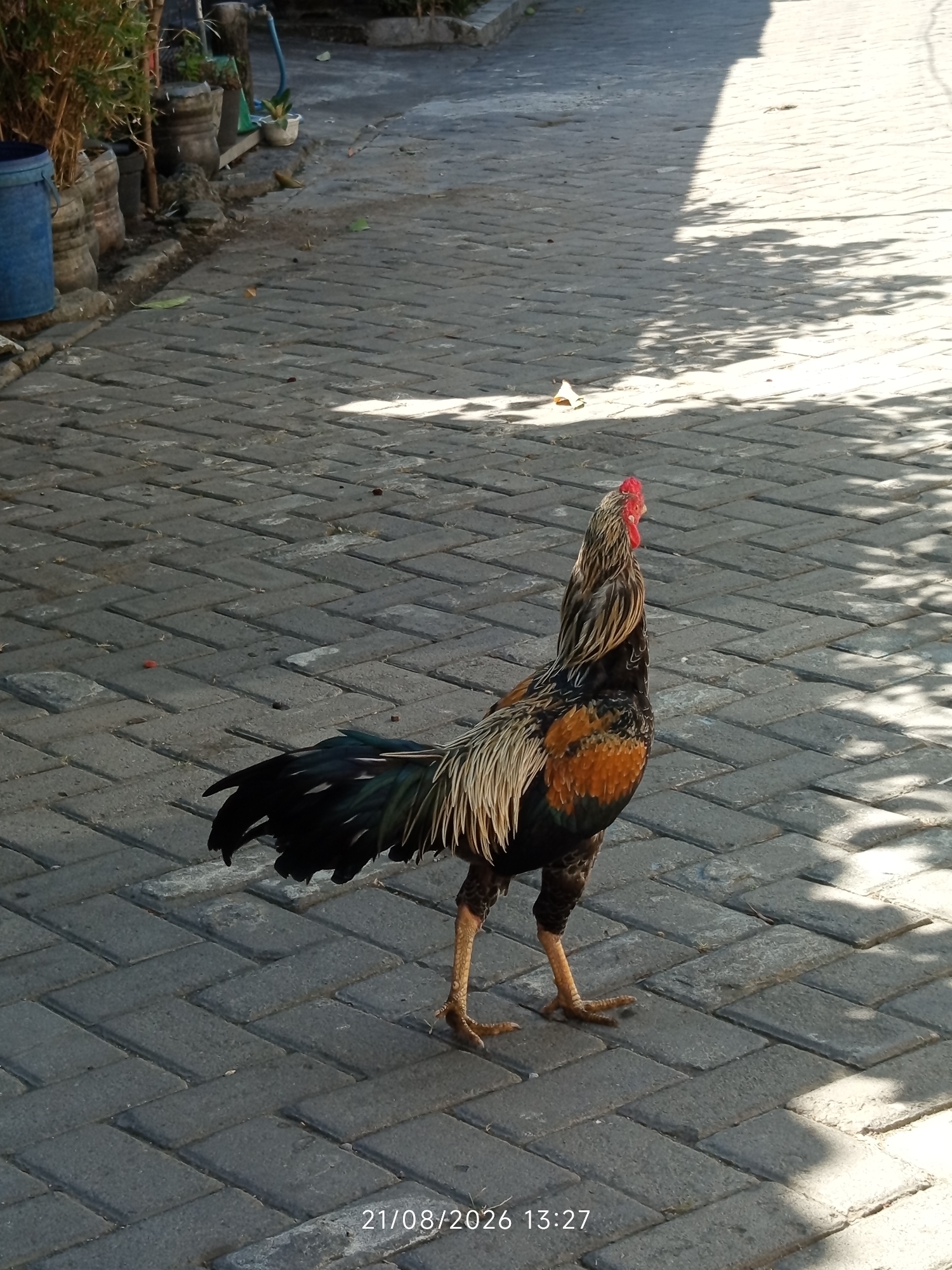 A rooster stands on a paved walkway in Canggu, Indonesia, at 13:27 on August 21, 2026. The walkway is made of gray interlocking pavers arranged in a herringbone pattern. Sunlight casts dappled shadows from overhead foliage onto the pavement. To the left of the rooster, a blue plastic bin and several potted plants are visible. The rooster itself is a large fowl with iridescent black, gold, and brown feathers, a prominent red comb, and long tail feathers. It is facing to the right, with its legs positioned for walking. The background appears to be a residential or public area with vegetation.