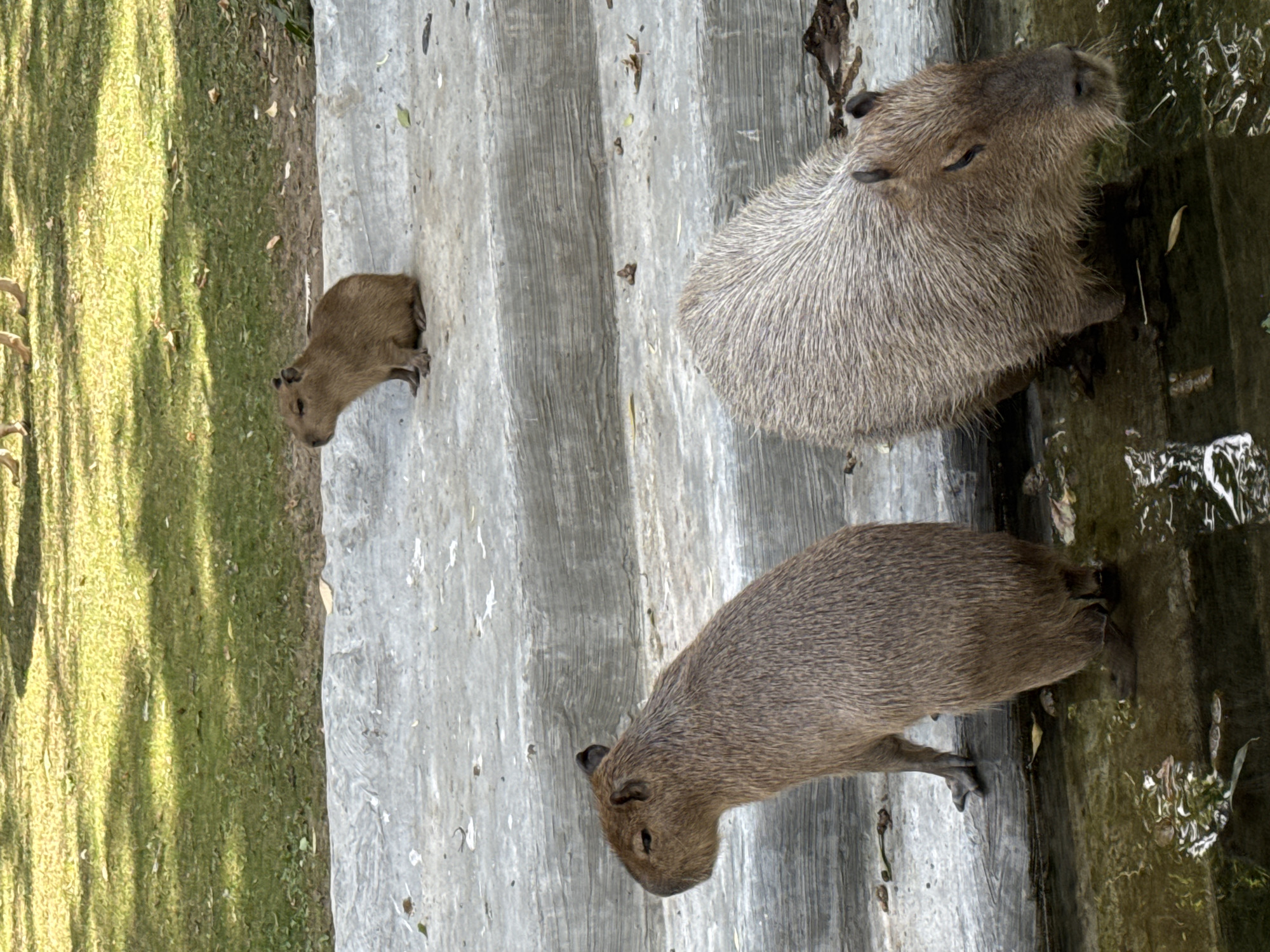Three capybaras are shown on a series of concrete steps, with a grassy area in the background. Two larger capybaras are at the bottom of the steps, near the edge of a body of water. One capybara is facing left, its body partially submerged in the water. The other larger capybara is facing forward, its head down as if drinking or grooming. A smaller capybara is on a higher step, facing left and looking away from the camera. The environment appears to be an outdoor enclosure, possibly a zoo or park, with dappled sunlight on the grass. The concrete steps are weathered and show signs of age.