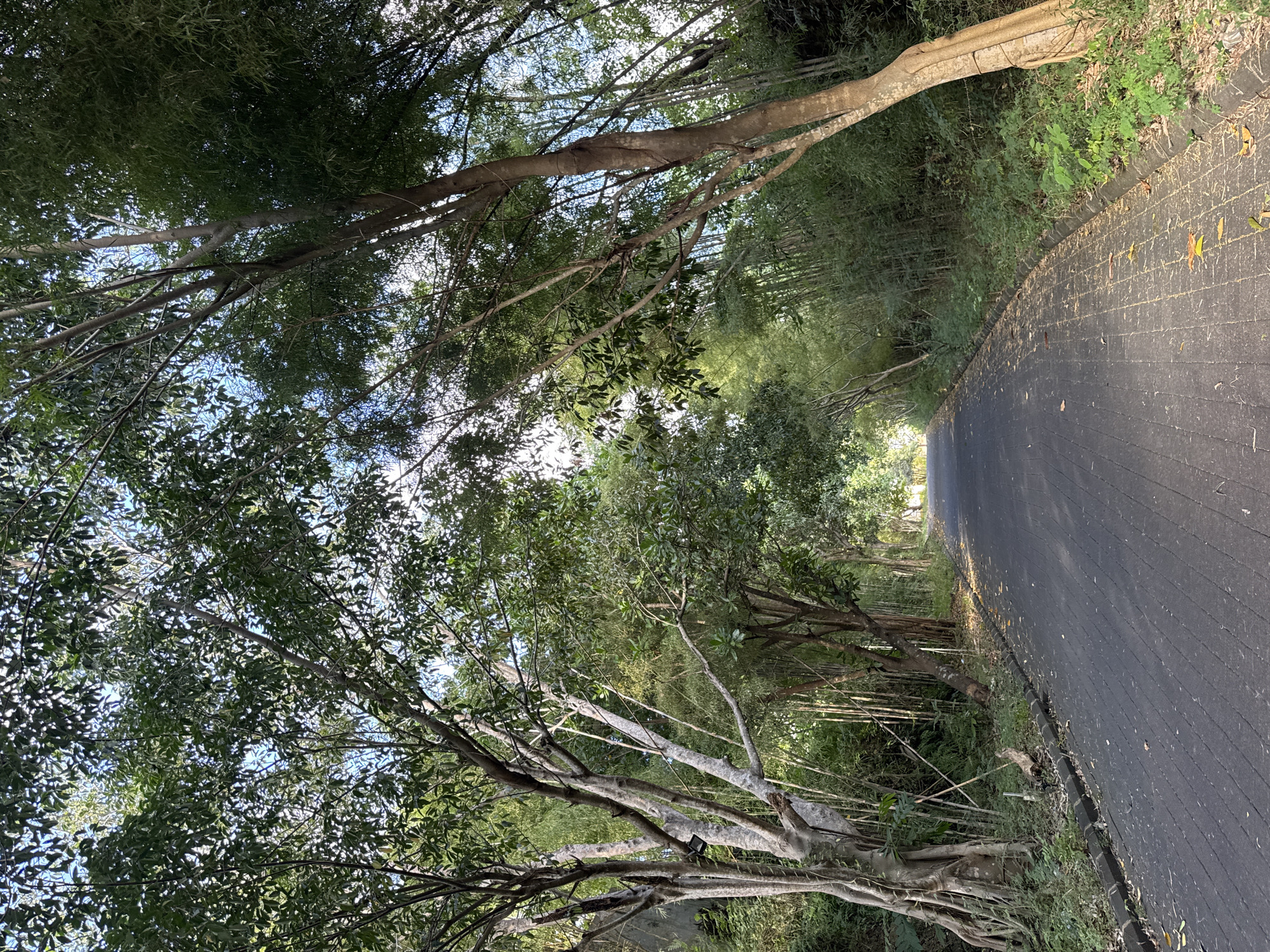 The image depicts a paved road winding through a forested area in Kuta Selatan, Indonesia. The road surface appears to be dark, possibly asphalt, with a grid pattern. Trees line both sides of the road, creating a canopy overhead. The foliage includes a mix of green trees and bamboo. The sky is visible through gaps in the canopy. Fallen leaves are scattered along the edge of the road. No people are visible.