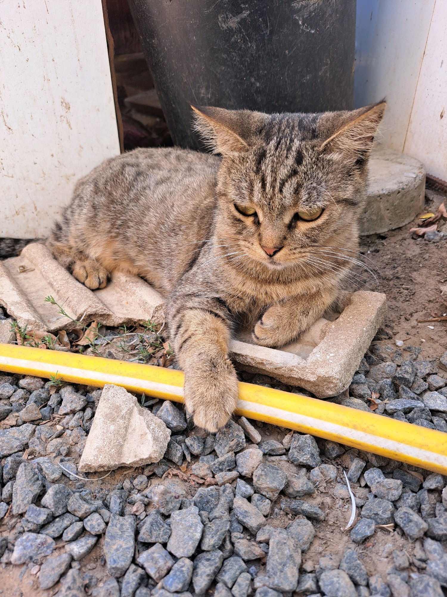A tabby cat is lying on rough ground composed of small grey stones and dirt. The cat is resting on a broken, ridged concrete slab and a smaller rectangular stone. A yellow and white striped hose runs horizontally across the foreground. In the background, a large black object, possibly a bin, is visible next to a white, weathered wooden structure and a concrete cylinder. The scene appears to be outdoors. The location is Vypasne, Ukraine.
