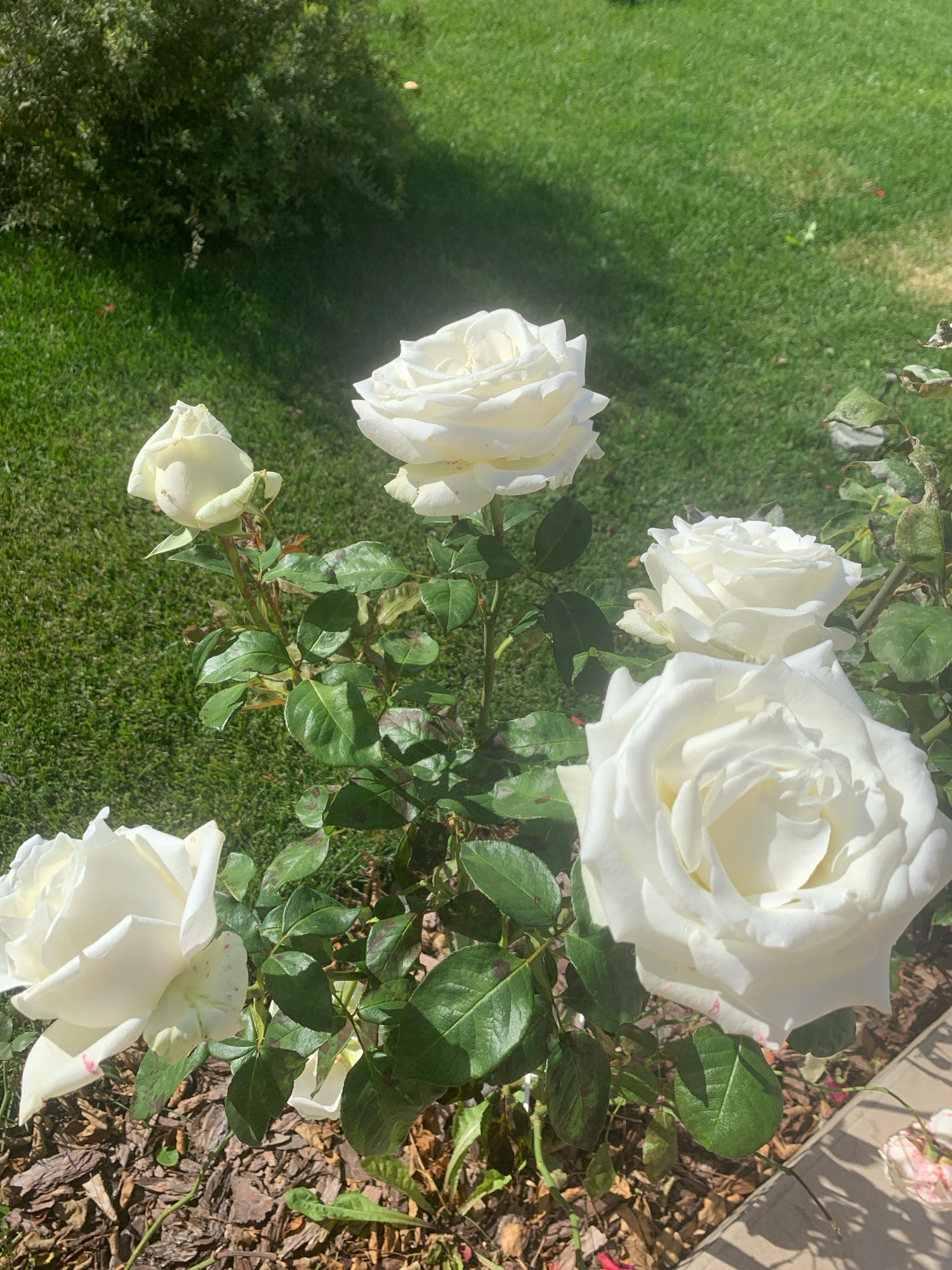 This is a close-up, eye-level, outdoor, daytime, vertical, natural light photograph of several white roses in various stages of bloom. The roses are the primary subject, with their creamy white petals appearing soft and layered. Some roses are fully open, revealing intricate petal formations, while others are in bud or partially opened. The stems and leaves are a vibrant green, some with subtle reddish-brown markings. The ground beneath the rose bush is covered in wood chips and some dry leaves. In the background, a neatly mowed green lawn stretches out, partially shaded by an unseen object casting a shadow. A blurred green bush is visible in the upper left corner. The scene appears to be a garden setting, possibly in a residential area. There are no people or animals present. The image does not contain any specific landmarks that would definitively place it in Gridiukino, Russia.