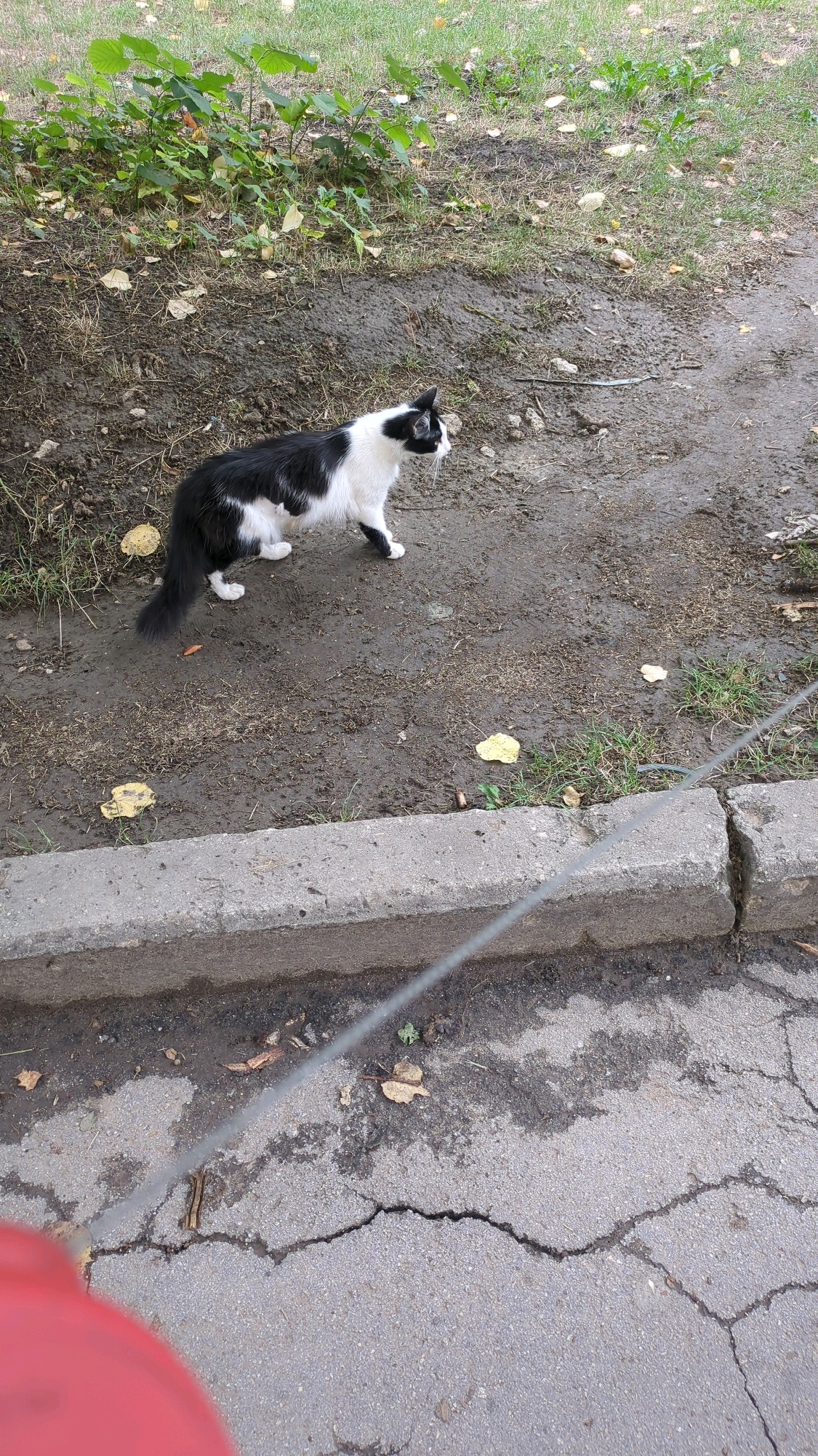 A black and white cat stands on a wet, muddy path with scattered leaves. In the background, green foliage is visible. In the foreground, a cracked asphalt surface is separated from the path by a concrete curb. A thin wire runs across the frame horizontally. The scene appears to be an outdoor urban or suburban environment.
