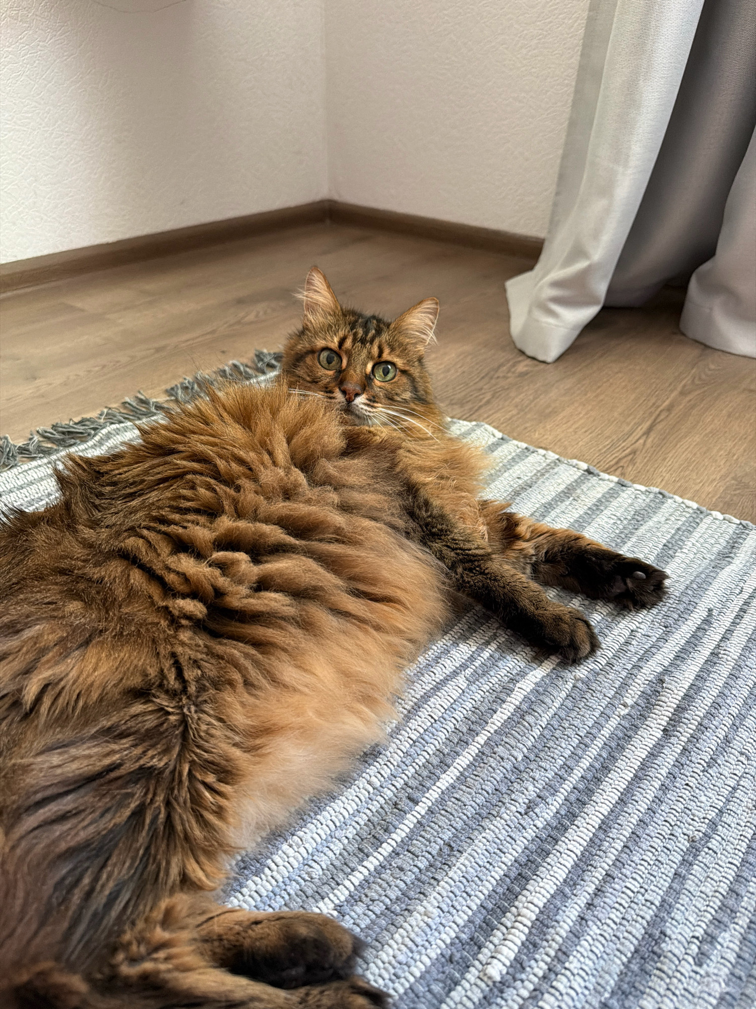 A long-haired, brown tabby cat is lying on its side on a striped rug, with its head turned towards the camera. The cat has green eyes and is looking directly at the viewer. Its body is mostly covered in thick fur, obscuring its form. The rug has alternating stripes of light grey and white. Behind the rug, a light brown wooden floor is visible, meeting a white wall with textured wallpaper. To the right of the cat, white curtains hang near the corner of the room. The scene appears to be indoors, likely in a residential setting. There is no indication of the location being in Kyiv, Ukraine.