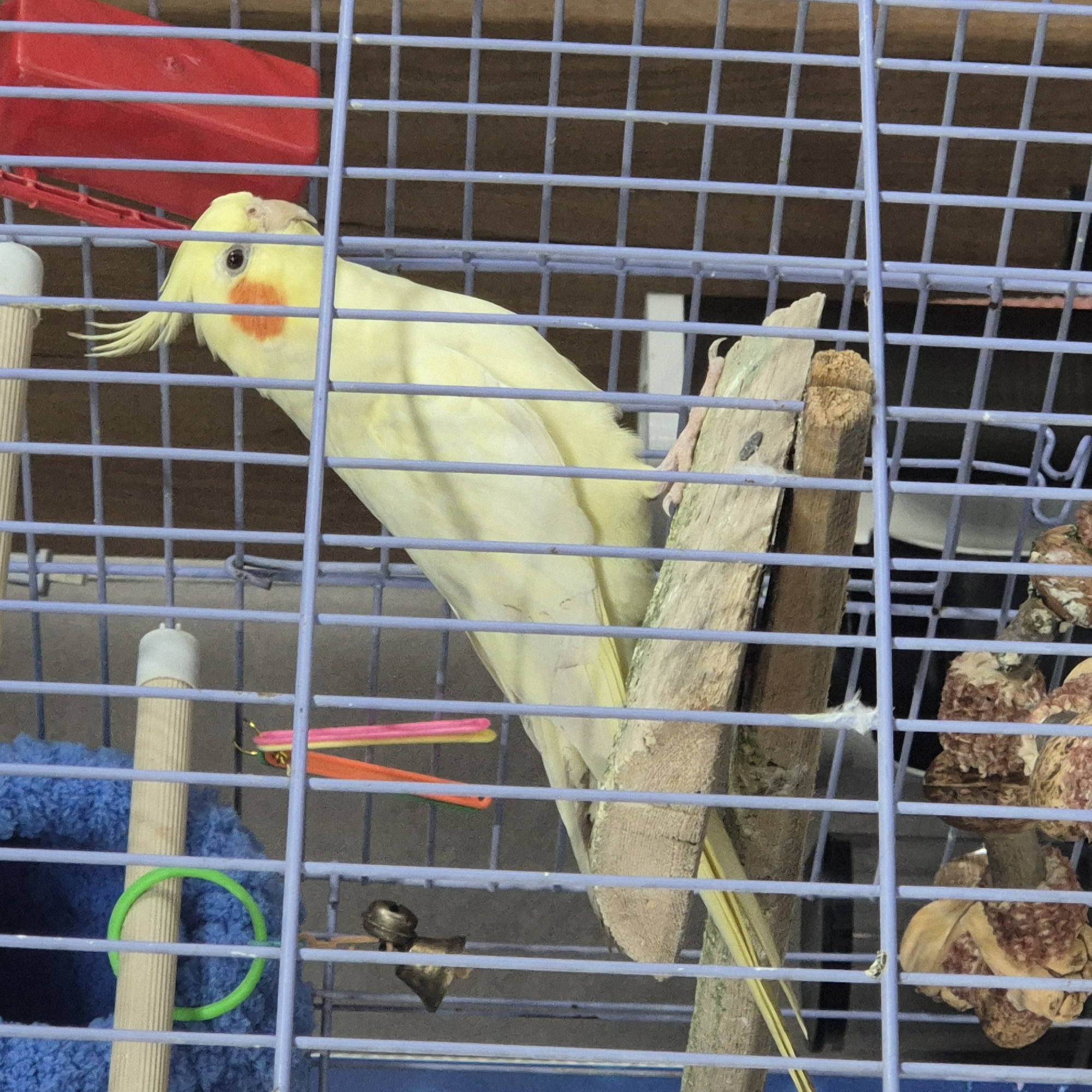 A pale yellow cockatiel with an orange cheek patch is perched on a wooden branch inside a blue-barred cage. The bird is facing to the right, with its crest raised. To the left of the bird, a green ring hangs from a wooden perch, and below that, a small metal bell dangles. Hanging to the right of the bell are two colorful, thin strands, one orange and one pink. In the background, a red object, possibly a food or water dispenser, is visible. The floor of the cage contains what appears to be scattered food or nesting material. The overall scene is indoors, suggested by the consistent lighting and background. There is no indication of location within Kokshetau, Kazakhstan.
