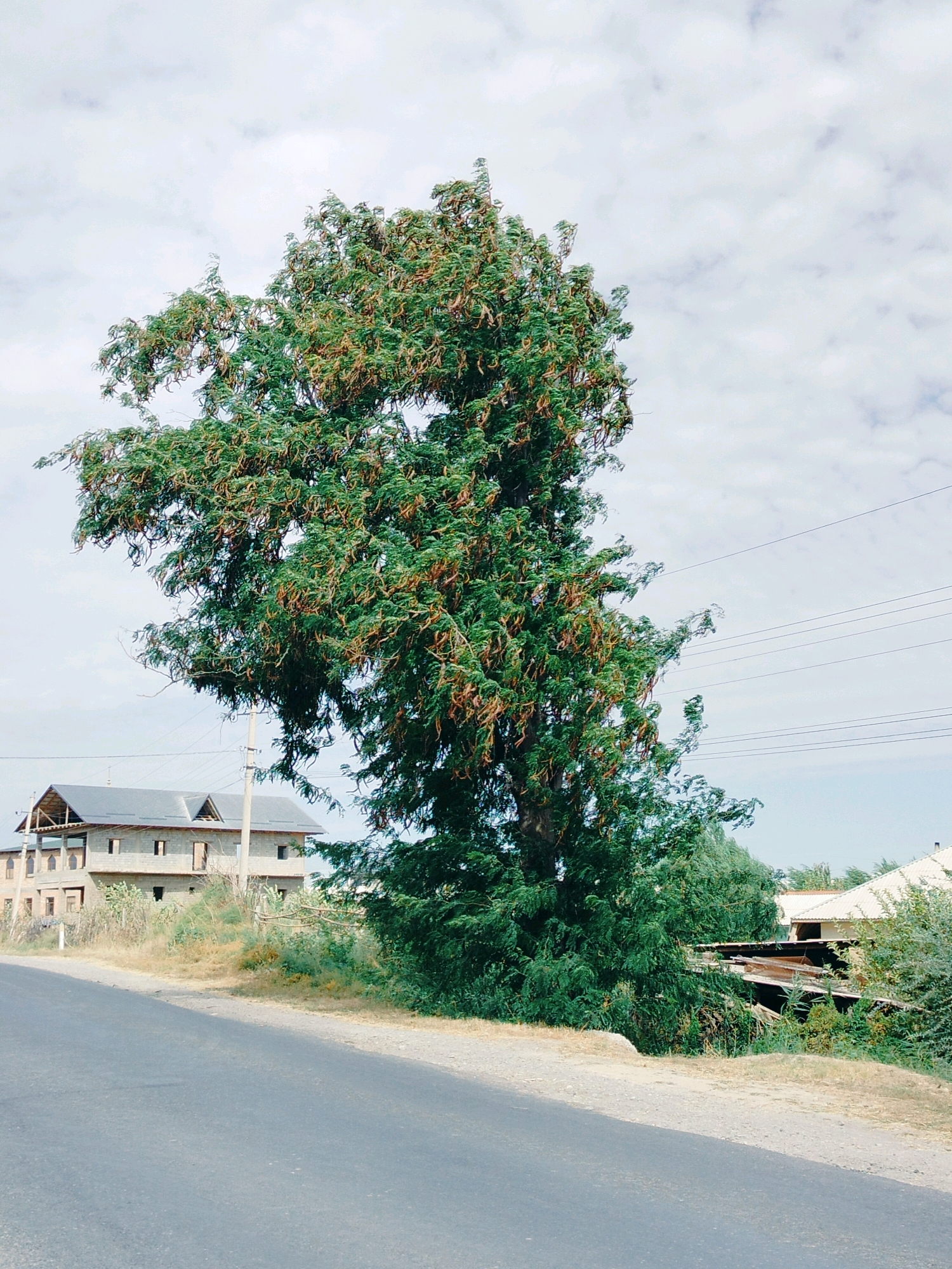 The image shows a large tree with green leaves and seed pods, situated on the right side of an asphalt road. In the background, to the left, a multi-story building under construction with a gray roof is visible. Further to the right, parts of other buildings with peaked roofs are peeking through the foliage. The sky is cloudy. The scene appears to be in a rural or semi-urban area of Көлкент, Kazakhstan.