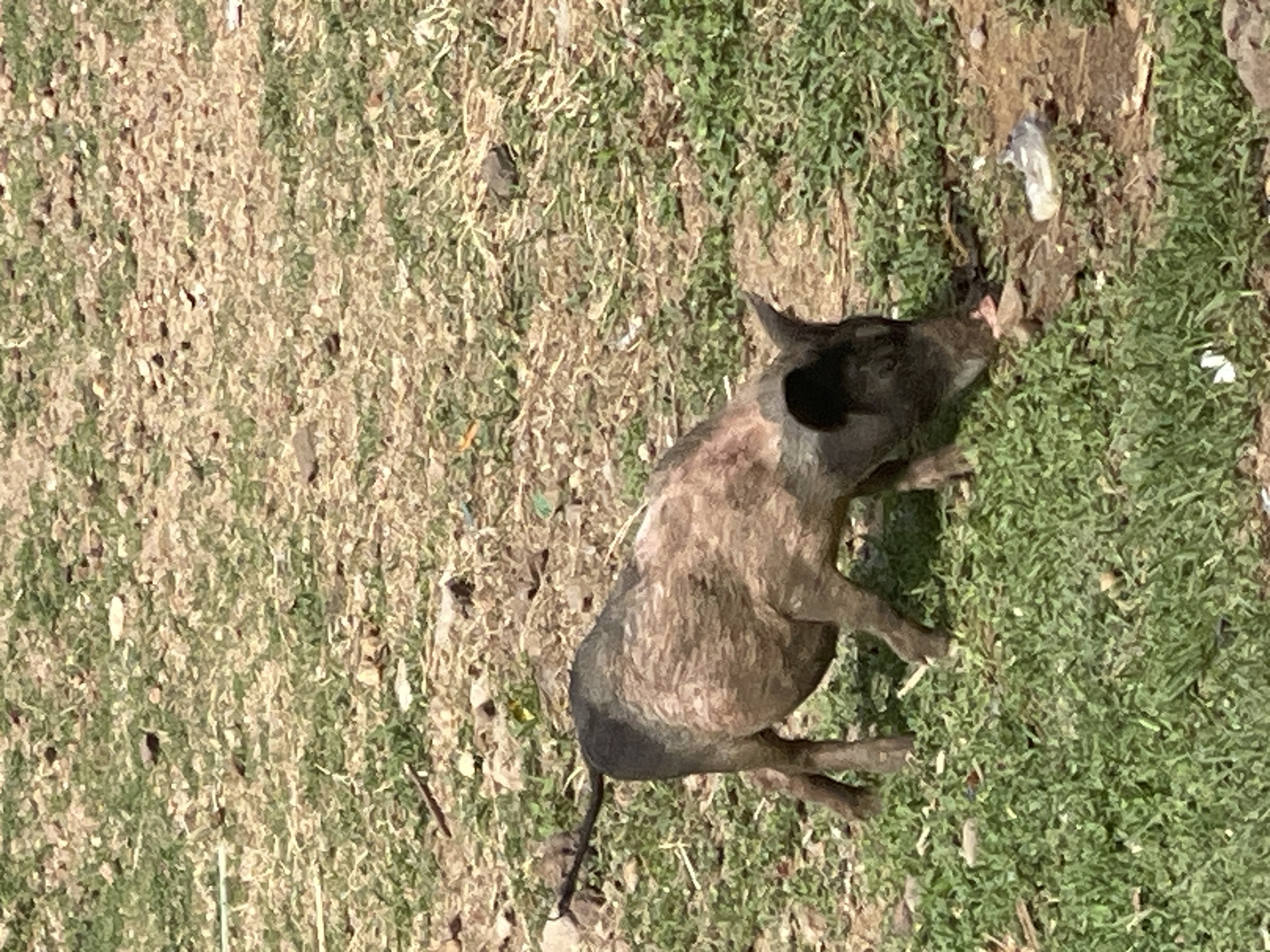 The image, taken from an overhead perspective, captures a pig lying or resting on a patch of ground. The pig has a dark grey or black head, legs, and hindquarters, with a mottled brown and lighter tan coat covering its back and midsection. Its snout is directed downwards, appearing to forage or root in a small area of disturbed dirt and dry grass, where a piece of white debris, possibly plastic, is visible.
The surrounding environment consists of sparse ground cover, a mixture of dry, light brown grass and exposed soil, interspersed with patches of greener, denser grass. The right side of the frame shows more vibrant green grass, while the left is predominantly dry and barren. The lighting is bright, suggesting it is daytime and sunny. There are no human subjects or visible text in the image. The scene depicts an animal in an outdoor, natural or semi-natural environment, consistent with the location context of Lokoja, Nigeria. The pig appears focused on its activity of exploring the ground.