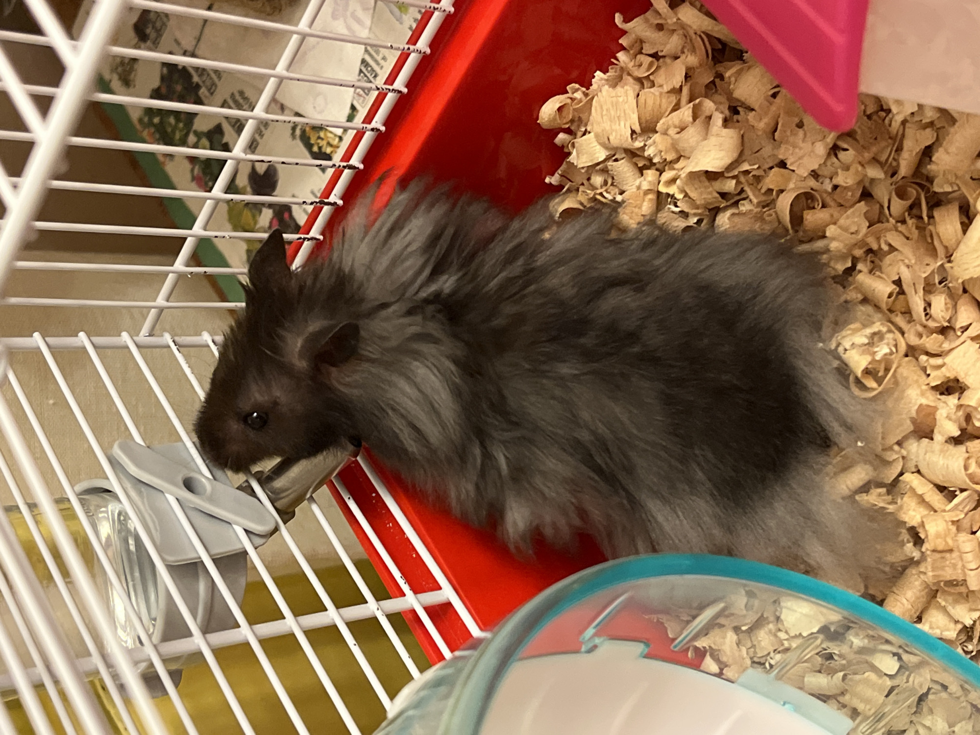 A dark gray hamster with fluffy fur is drinking from a water dispenser inside a white wire cage with a red plastic base. The hamster is positioned in the upper right quadrant of the image, facing left and drinking from a metal spout that protrudes through the cage bars. The cage is filled with wood shavings, and a portion of a blue and clear plastic exercise wheel is visible on the left side. The background appears to be a wall with a patterned mat on the floor. The image is taken from a slightly elevated angle.