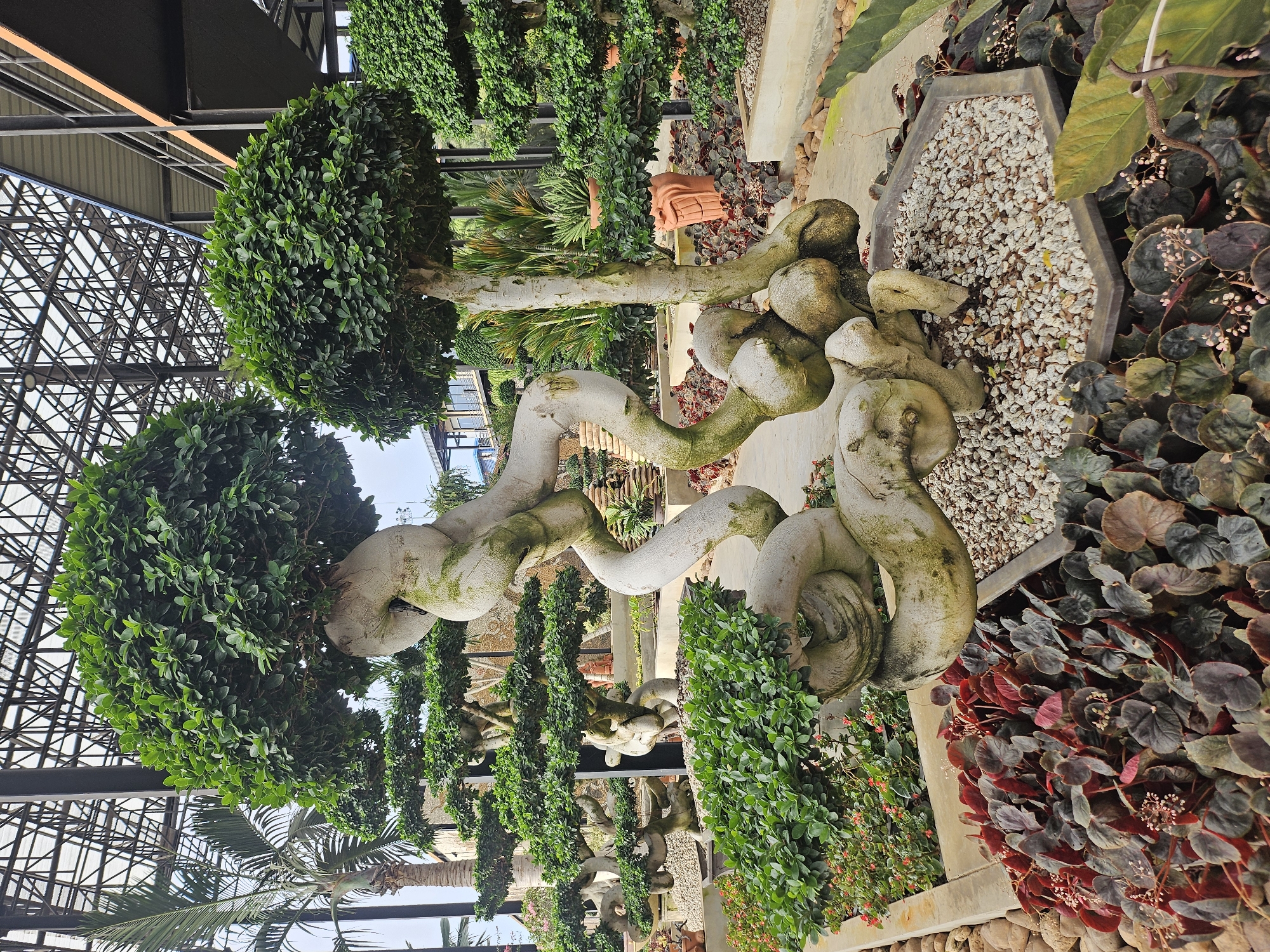 The image shows a large, artfully twisted bonsai tree in what appears to be a botanical garden or greenhouse, possibly in Na Chom Thian, Thailand. The bonsai, with its thick, gnarled, pale trunk and dense green foliage, is the central subject. It is planted in a hexagonal pot filled with small white pebbles. The surrounding environment includes other bonsai trees of varying sizes and shapes, a pathway made of concrete and pebbles, and a variety of low-lying plants with dark red and green leaves. In the background, a palm tree is visible, and above, a structure with a metallic grid roof is present, suggesting an indoor or covered outdoor exhibition space. The overall impression is one of meticulously cultivated greenery and sculptural botanical art.