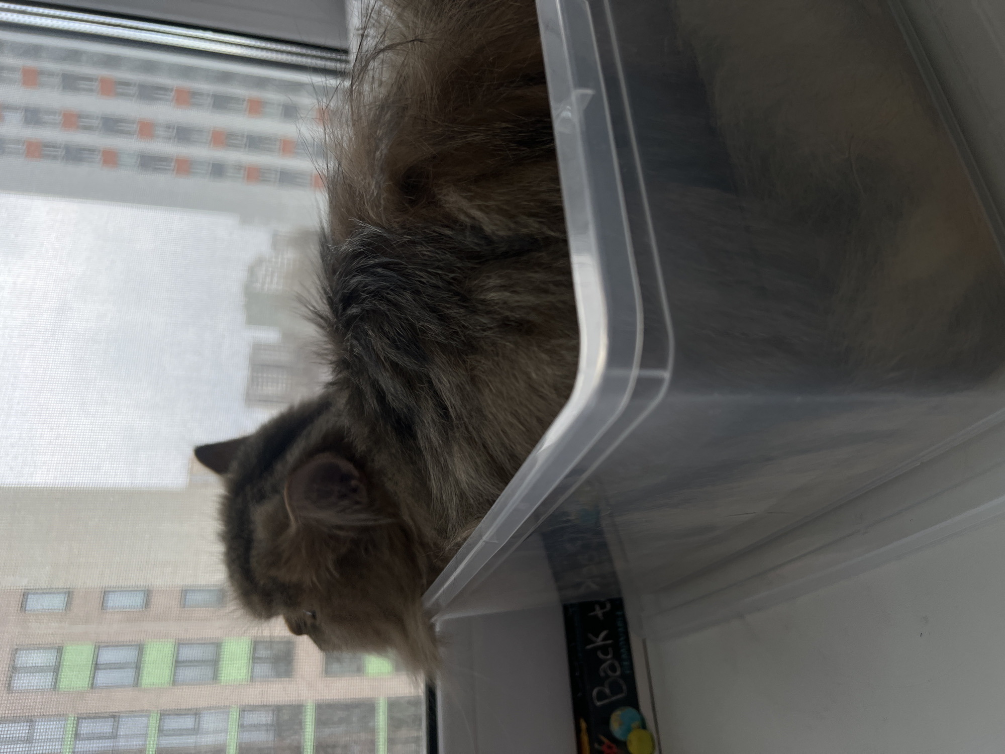 A tan and brown long-haired cat is sitting in a clear plastic container. The container is sitting next to a window. Outside the window is a view of an apartment building in the city of Yekaterinburg, Russia.