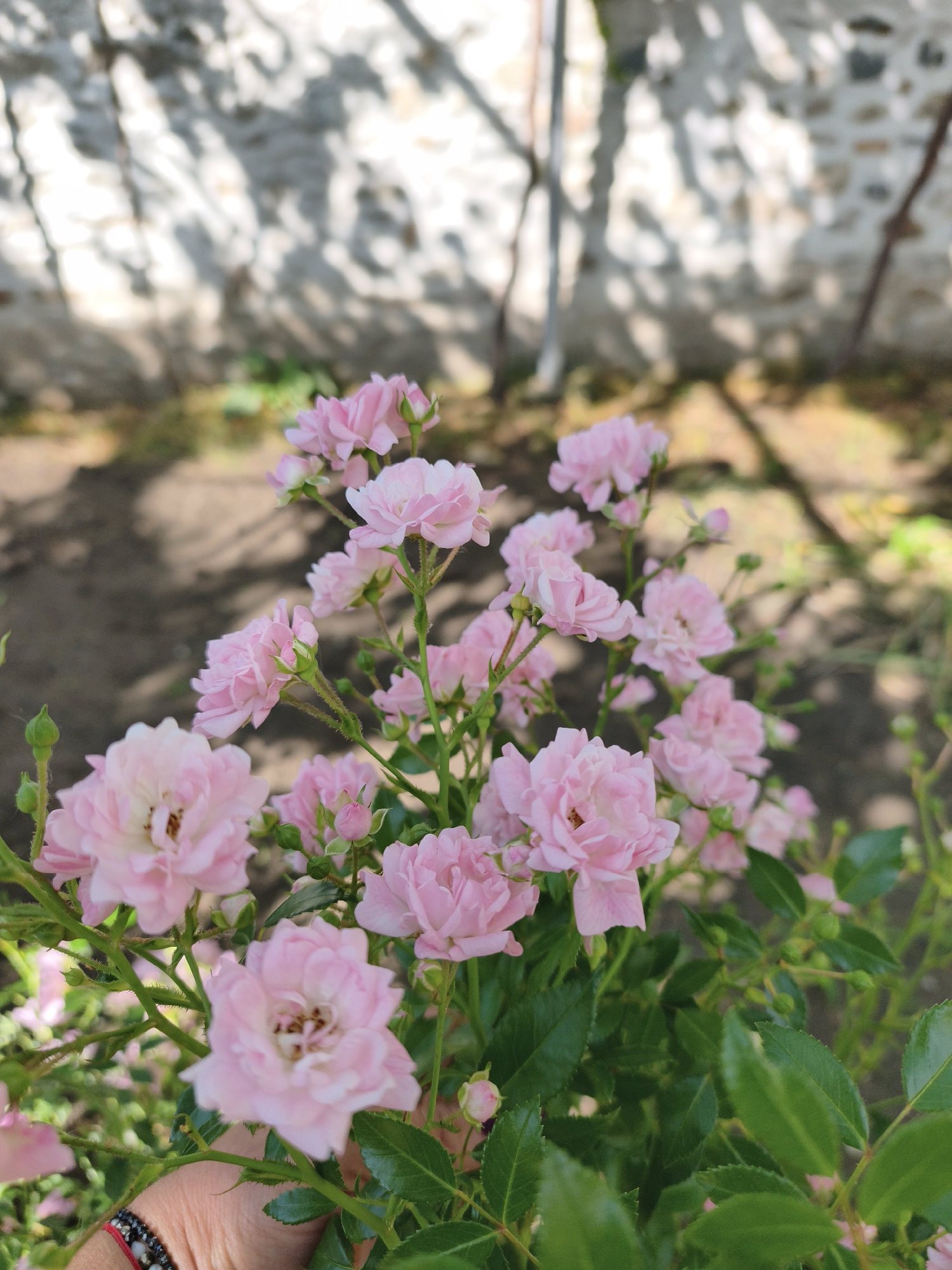 The image presents a close-up, vibrant view of numerous small, light pink miniature roses in a garden setting. The roses are in various stages of bloom, with many fully open blossoms revealing delicate petals and subtle yellow-brown centers, alongside several tightly closed green buds. Lush green leaves provide a rich contrast to the pink flowers.
A human hand, with natural skin tones, is visible in the lower left foreground, gently holding some of the rose stems. The hand wears a distinctive bracelet fashioned from black beads and a red string.
The scene is set outdoors under bright daylight, evidenced by the strong, dappled shadows cast across the background. The foreground elements, particularly the roses and leaves, are sharply in focus, while the background is softly blurred. This blurred background features a light-colored wall, possibly stone or concrete, illuminated by patches of sunlight and partially obscured by the distinct shadows of overhead foliage or structures. Below the wall, the ground appears as dark earth or soil, also marked by shadows. Faint, dark, vertical elements resembling stakes or slender branches are discernible in the distant background.
The image captures a moment of natural beauty and serenity in a garden, likely in Krichim, Bulgaria, as per the provided location context. No text is visible in the image.