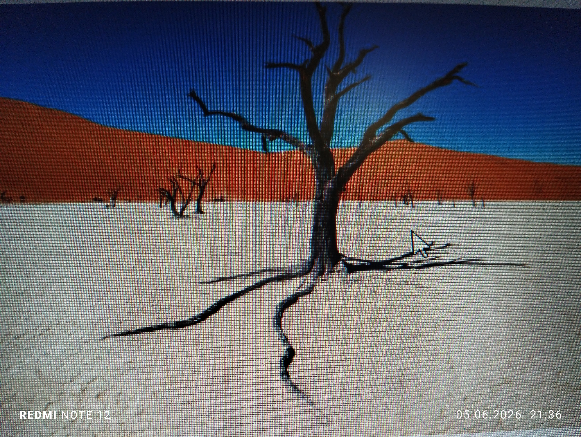 This image is a digital photograph of a screen, displaying a desert landscape, captured by a REDMI NOTE 12 device on June 5, 2026, at 21:36. The visible pixel grid across the entire image confirms it is a photo of a digital display. The scene depicted on the screen features a deep blue sky above a massive, reddish-orange sand dune that stretches horizontally across the midground. The foreground consists of a flat, light-beige terrain, appearing dry and cracked. A large, dark, skeletal tree dominates the center, with its prominent, gnarled roots spreading across the foreground and casting a distinct shadow to the right. Several other smaller, bare trees are scattered in the background on the arid ground. A white arrow-shaped mouse cursor, also casting a shadow, is visible on the ground in the mid-right area of the displayed image. The photograph itself was taken in Burgas, Bulgaria.