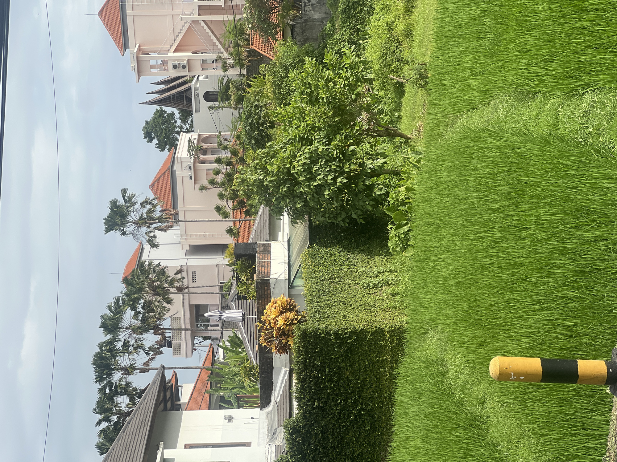 The image shows a bright, sunny day in a lush green environment, likely a rural area of Mengwi, Indonesia. In the foreground, a vibrant field of young rice plants stretches across the frame, with a narrow, dry path winding through it. A yellow and black striped bollard stands at the left edge of the frame, marking the boundary of the field.
Behind the rice field, a meticulously maintained green hedge forms a dense wall, obscuring what lies beyond. A striking, bushy plant with bright yellow and orange foliage stands out in front of the hedge.
Beyond the hedge, a complex of modern buildings with red-tiled roofs and white and pale pink facades is visible. These structures are characterized by multiple stories, balconies, and external staircases, suggesting a residential or possibly a small hotel complex. Tall palm trees with full fronds are interspersed among the buildings, adding to the tropical atmosphere. The sky above is partly cloudy, with a few scattered clouds against a pale blue background. Electrical wires are visible in the upper portion of the image, indicating the presence of infrastructure. The overall scene conveys a sense of tropical tranquility and modern development coexisting with natural agriculture.