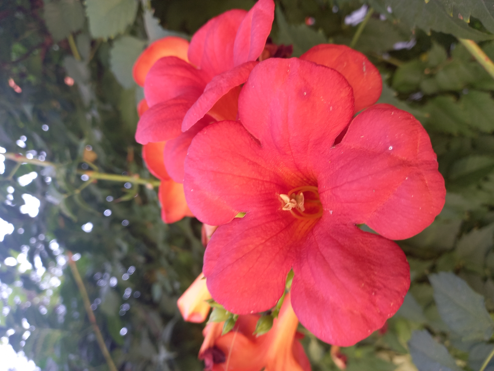 A close-up, eye-level, outdoor shot showcases several trumpet-shaped flowers, predominantly in shades of vibrant red and orange. The main subject, a large red flower, is in sharp focus, its five petals unfurled to reveal a golden-yellow stamen at its center. Its texture appears slightly velvety, with a few tiny white specks visible on its surface. To the left and background, other flowers and buds in similar warm hues are visible, some partially obscured by the main bloom. The background is a blur of lush green foliage, indicating a garden or natural setting, with dappled sunlight creating bright bokeh effects throughout. The image was taken in Chornomorsk, Ukraine, likely during a warm season, given the blooming flowers and verdant surroundings. There are no people or discernible actions present in the scene.