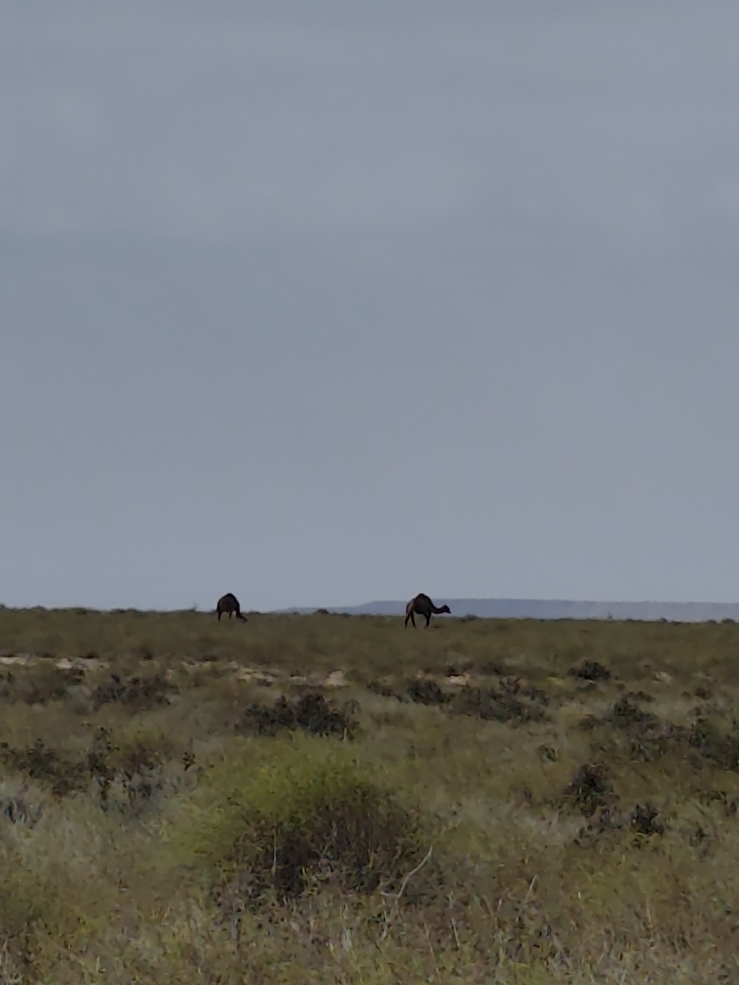Two camels are grazing in a grassy field under a pale blue sky. The camel on the left is facing away from the camera and appears to be bending down to eat. The camel on the right is facing left, with its head lowered. The landscape is flat and arid, with sparse vegetation. A faint line of hills is visible in the distance. The image appears to be taken from a distance, with the camels appearing small in the frame.