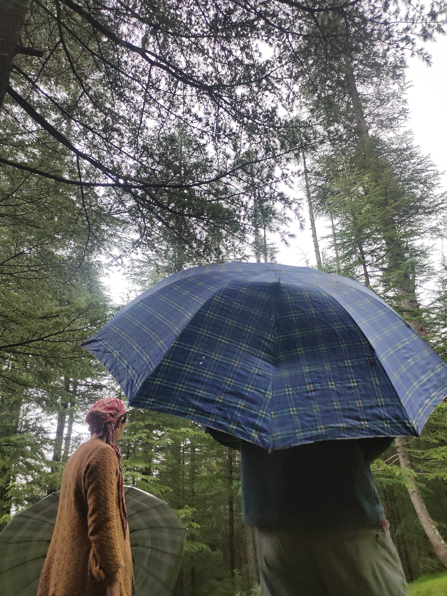 In the coniferous forests of Manali, India, two individuals stand under the canopy of tall trees, with a grey, overcast sky visible through the branches. A person on the left, seen from the back, wears a rust-colored knitted cardigan and a red headscarf, and is holding a closed, olive-green umbrella. To their right, another person, also seen from the back, holds a large, open blue and green plaid umbrella, obscuring their face and upper body. Another closed umbrella, similar in color to the one on the left, is partially visible on the ground to the left. The scene suggests a rainy or misty day, typical of the region.